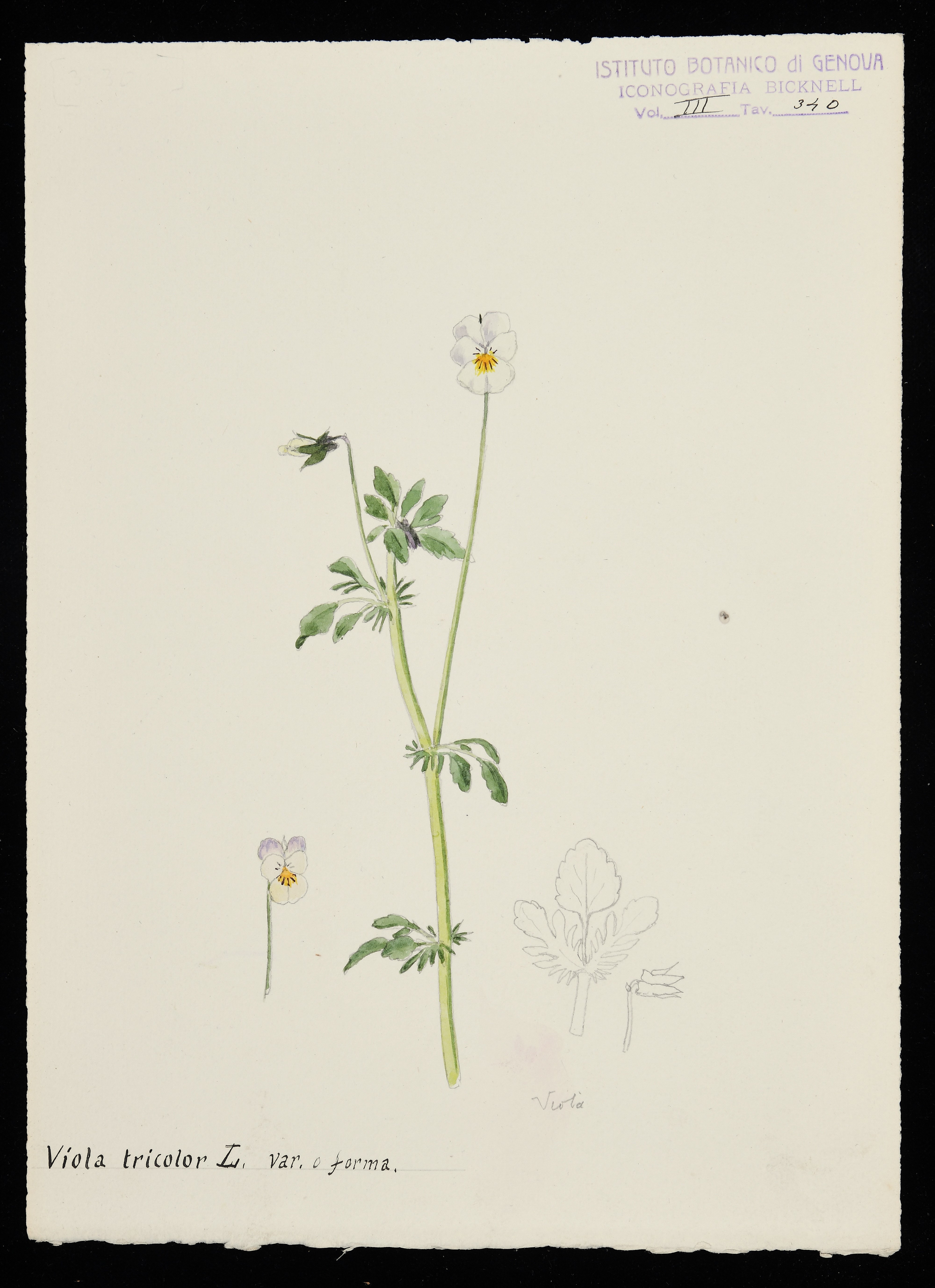 disegno, serie di Bicknell Clarence - ambito inglese (XX)