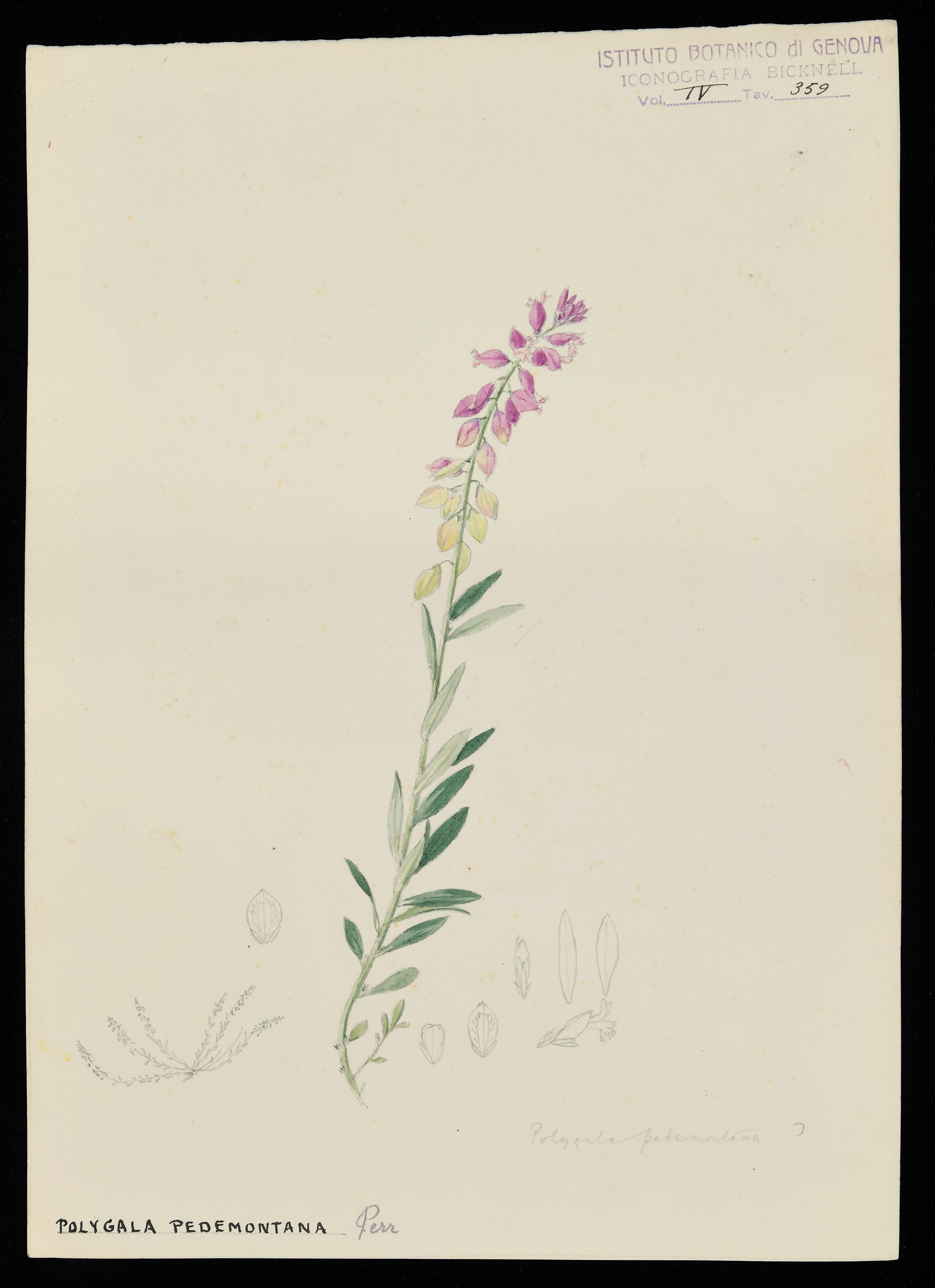 disegno, serie di Bicknell Clarence - ambito inglese (XX)