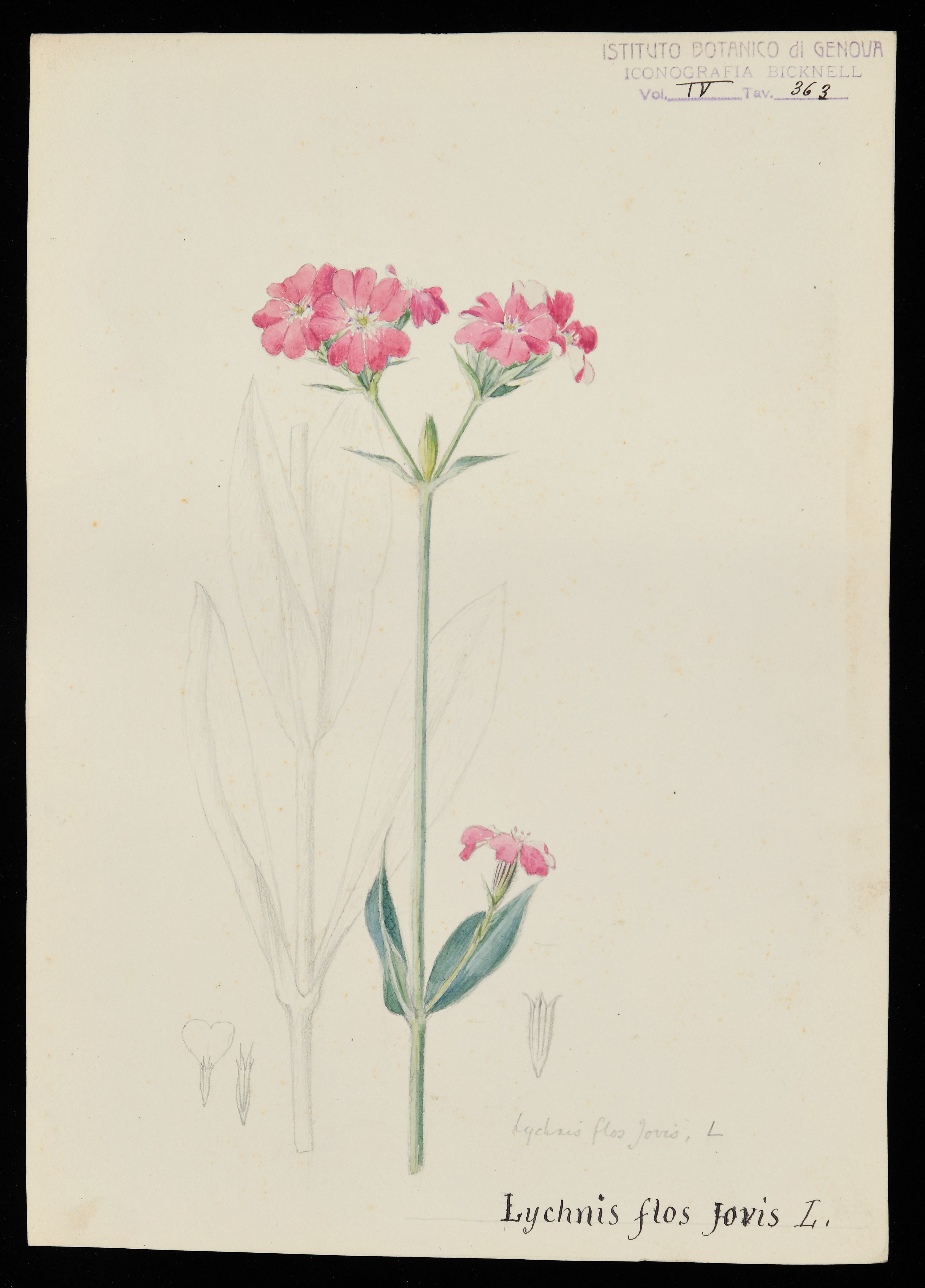 disegno, serie di Bicknell Clarence - ambito inglese (XX)