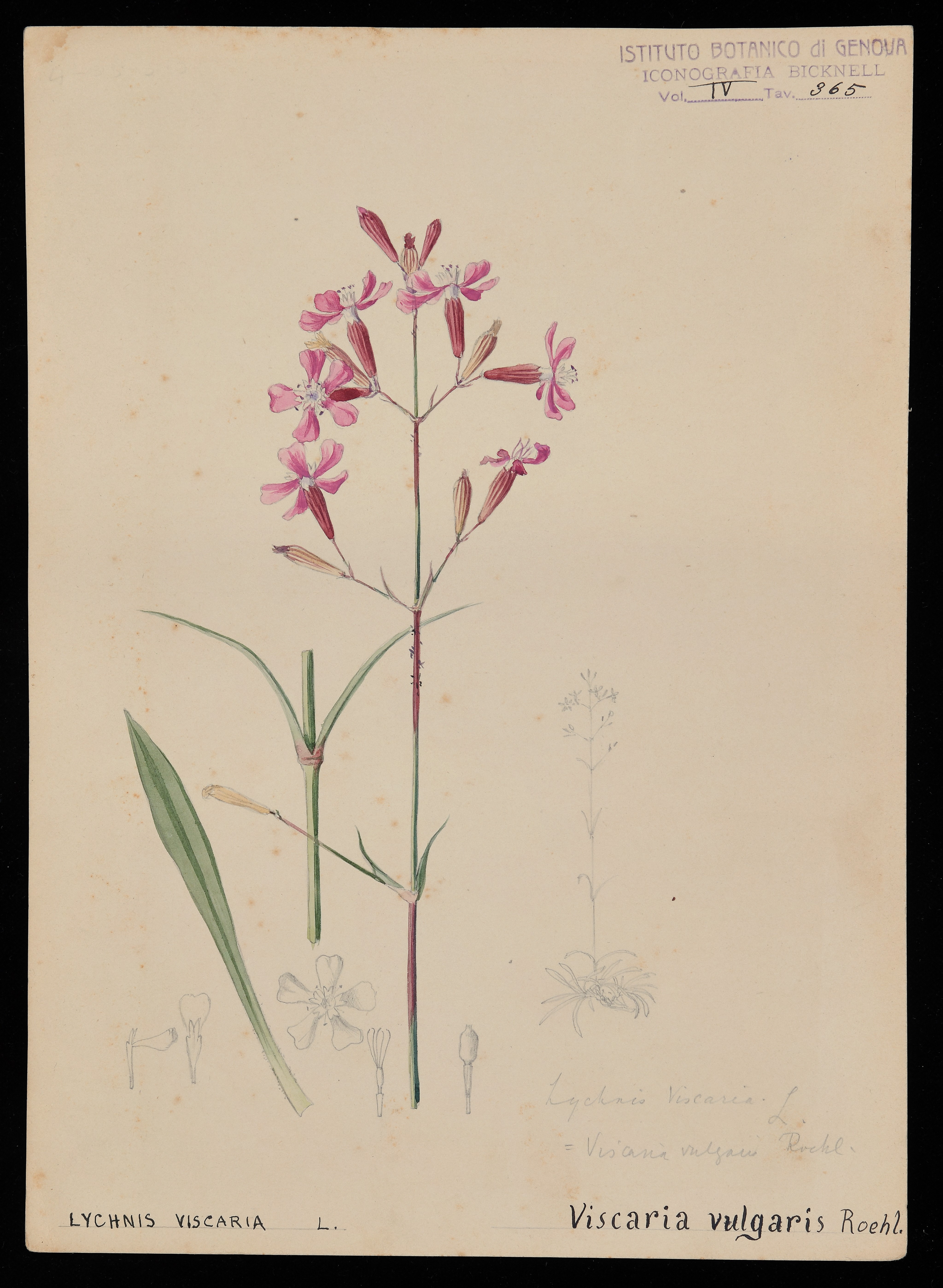 disegno, serie di Bicknell Clarence - ambito inglese (XIX)