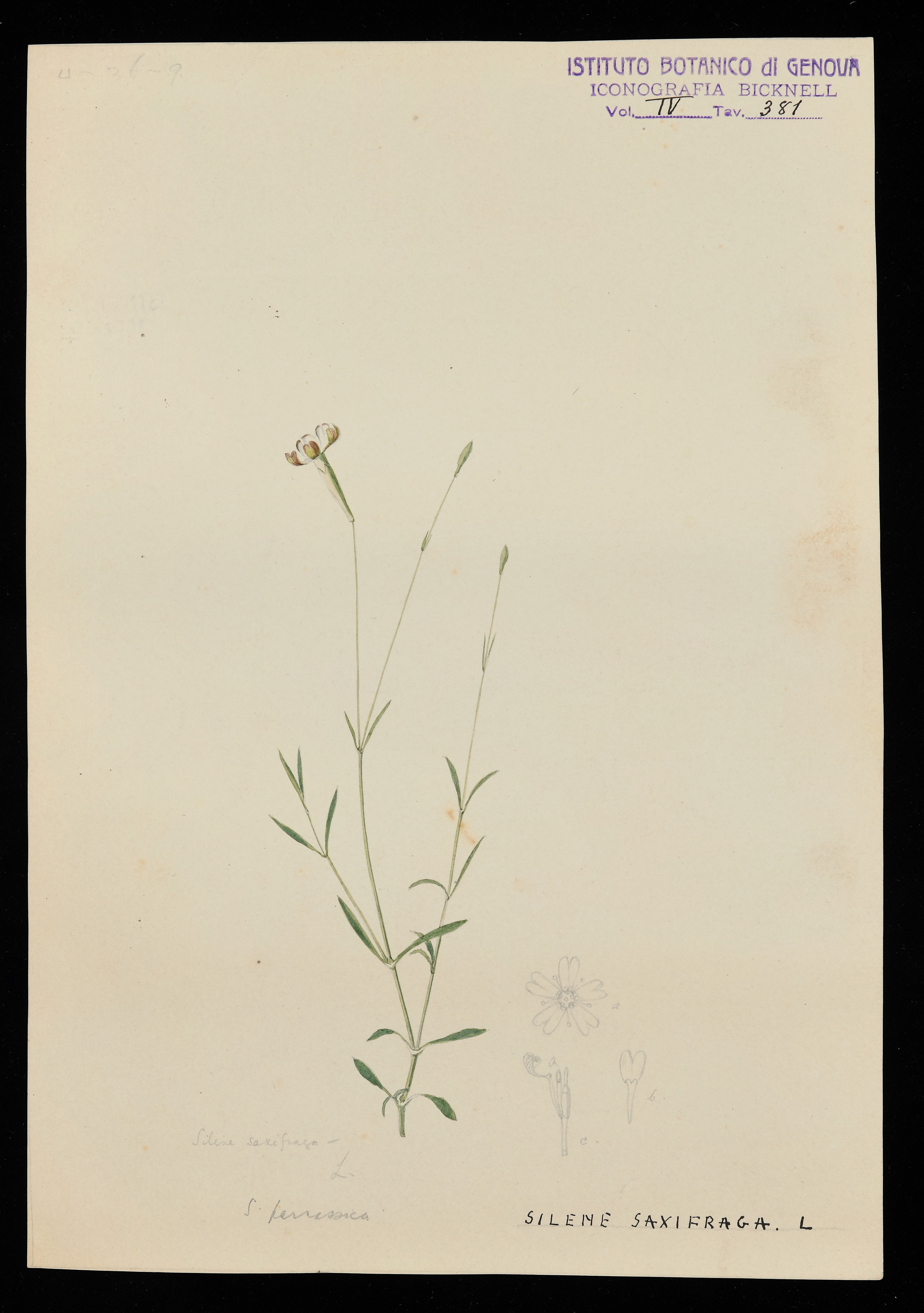 disegno, serie di Bicknell Clarence - ambito inglese (XIX)