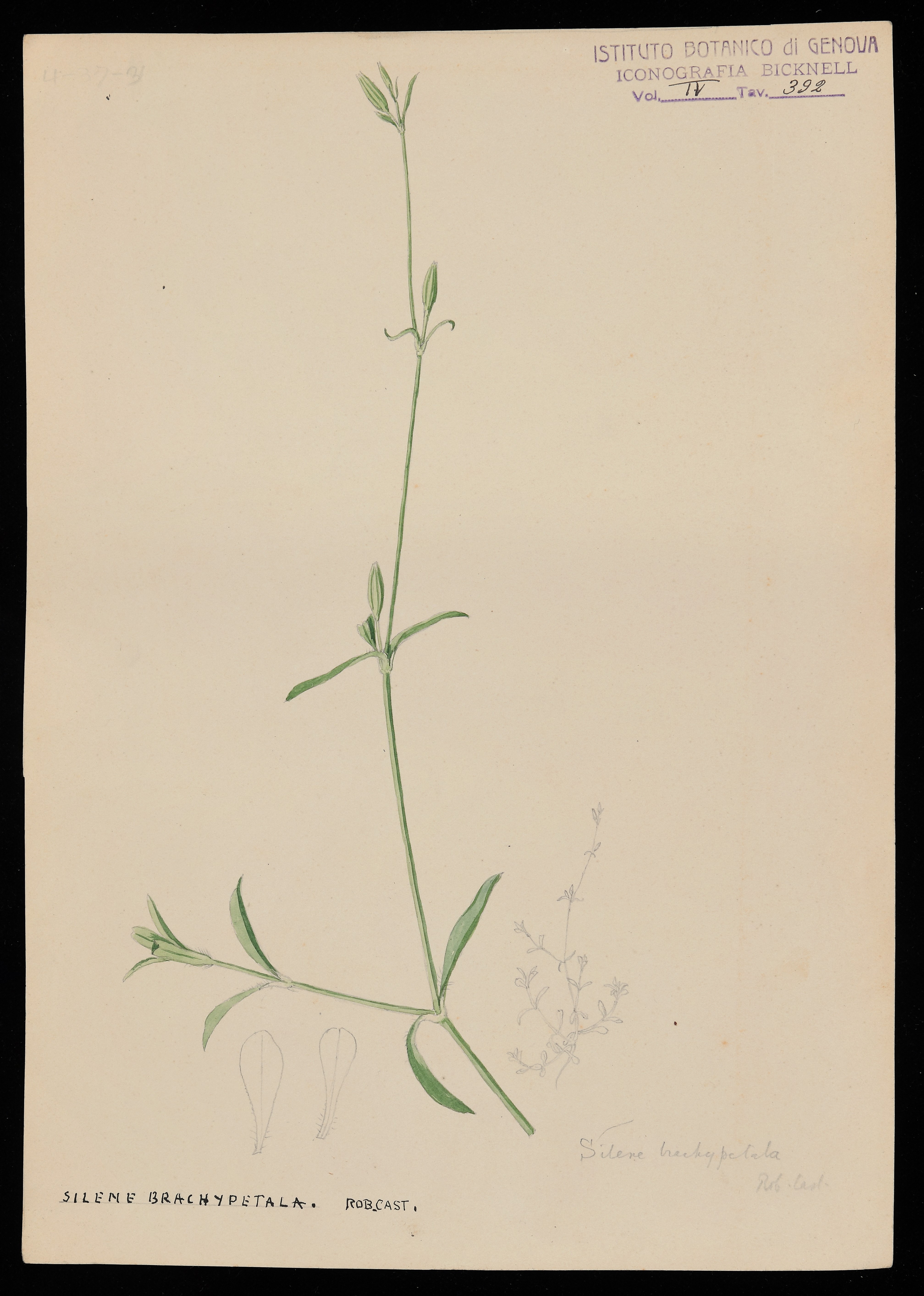 disegno, serie di Bicknell Clarence - ambito inglese (XX)