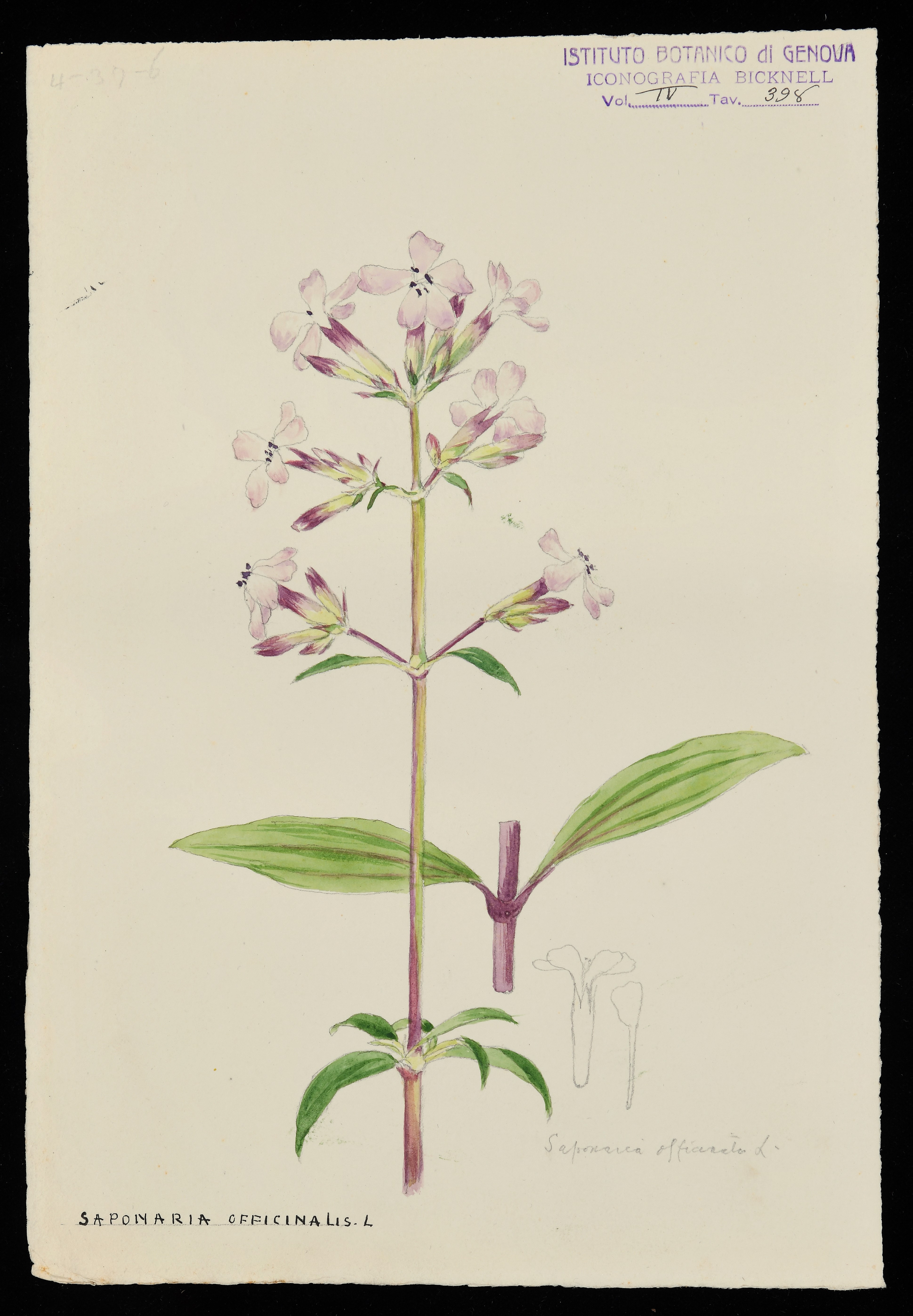 disegno, serie di Bicknell Clarence - ambito inglese (XX)