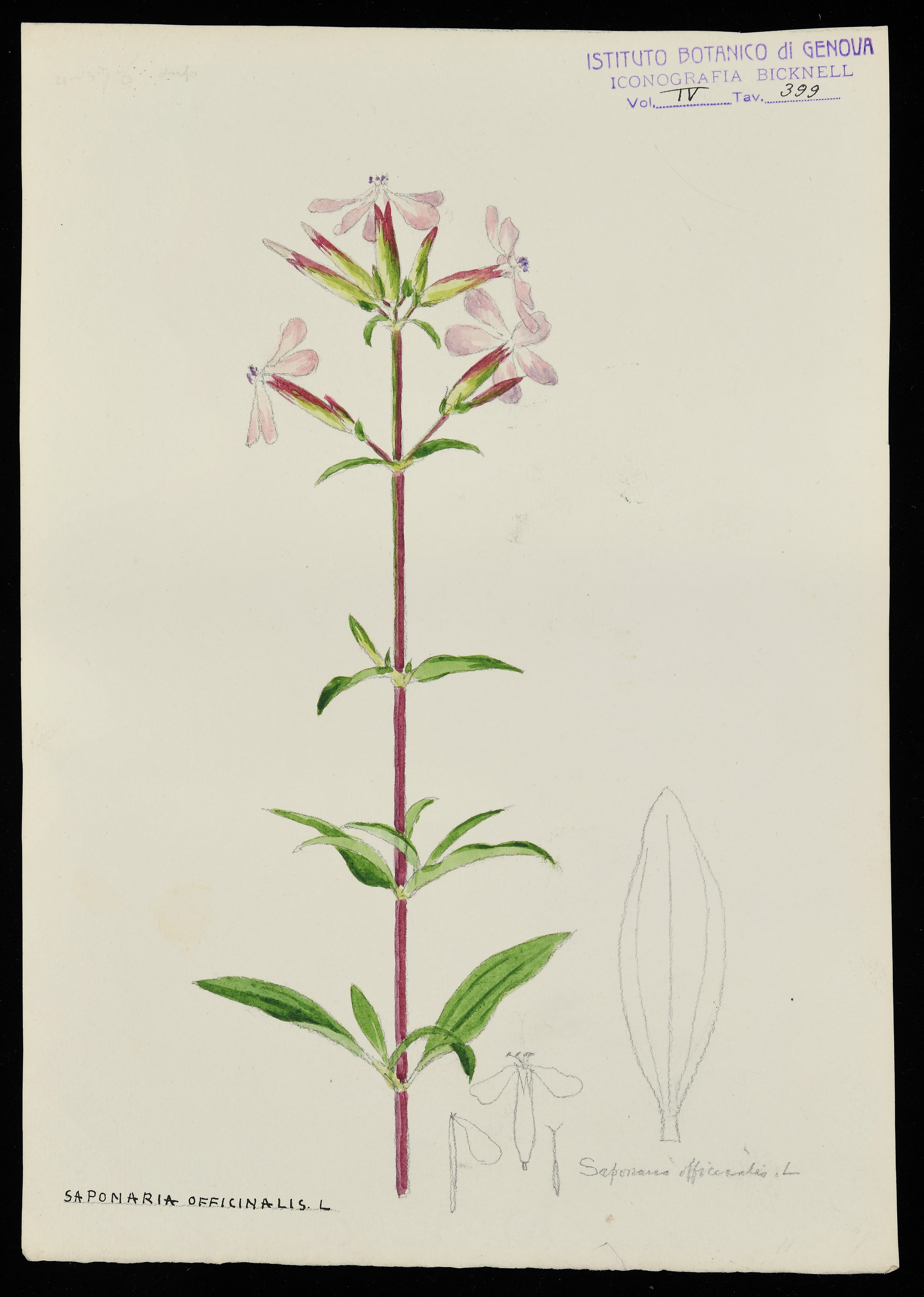 disegno, serie di Bicknell Clarence - ambito inglese (XX)