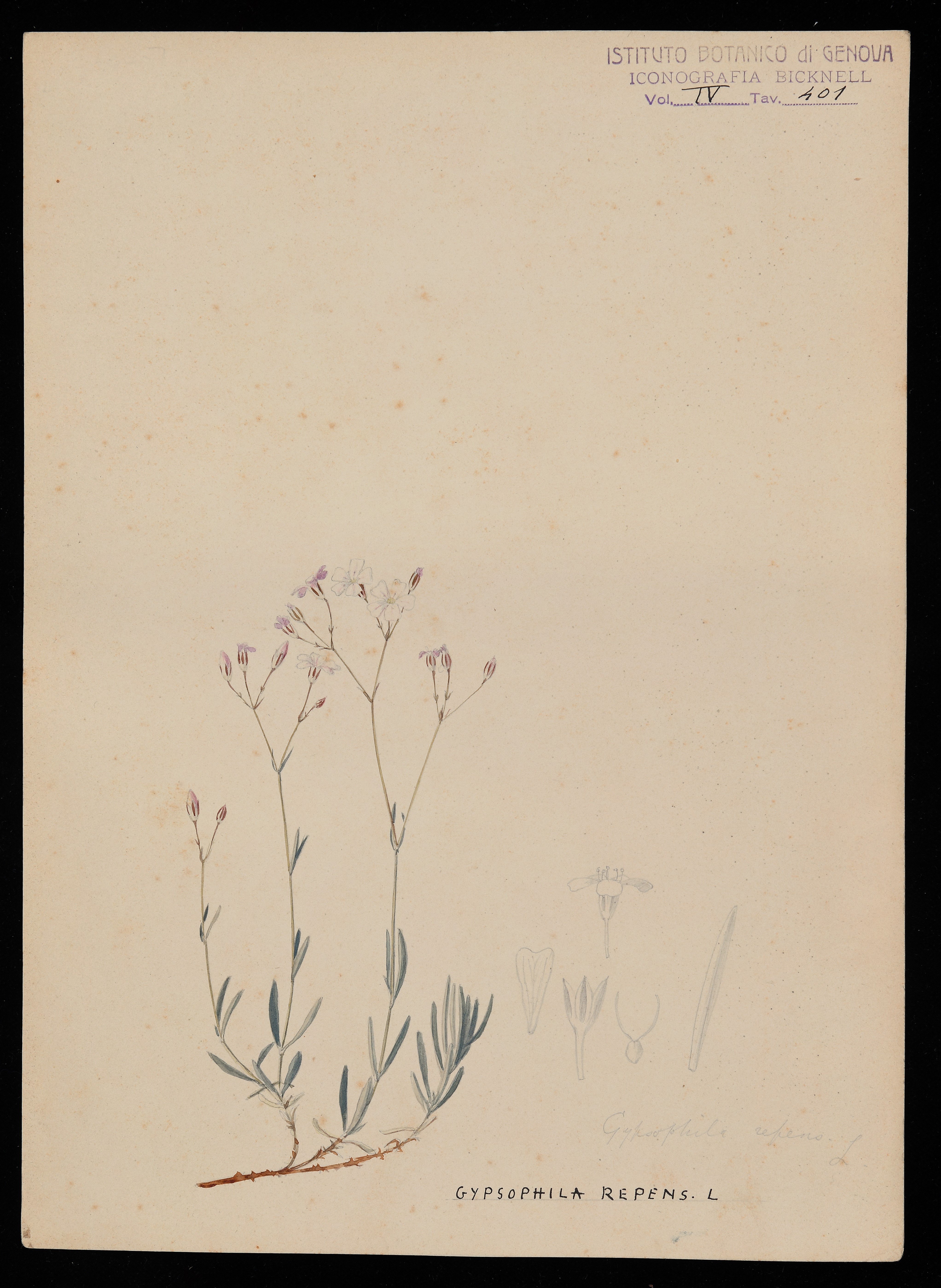 disegno, serie di Bicknell Clarence - ambito inglese (XIX)