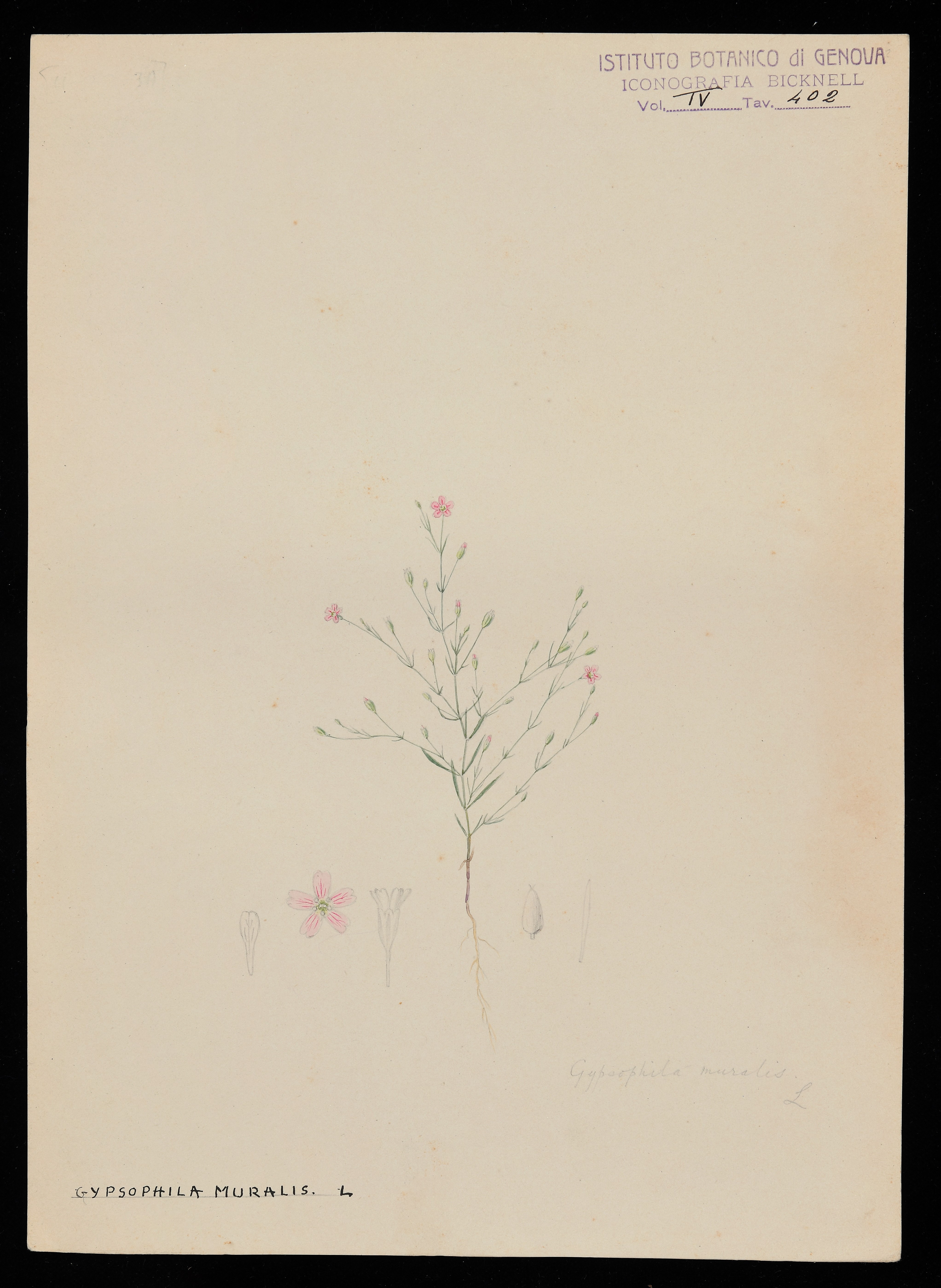 disegno, serie di Bicknell Clarence - ambito inglese (XIX)