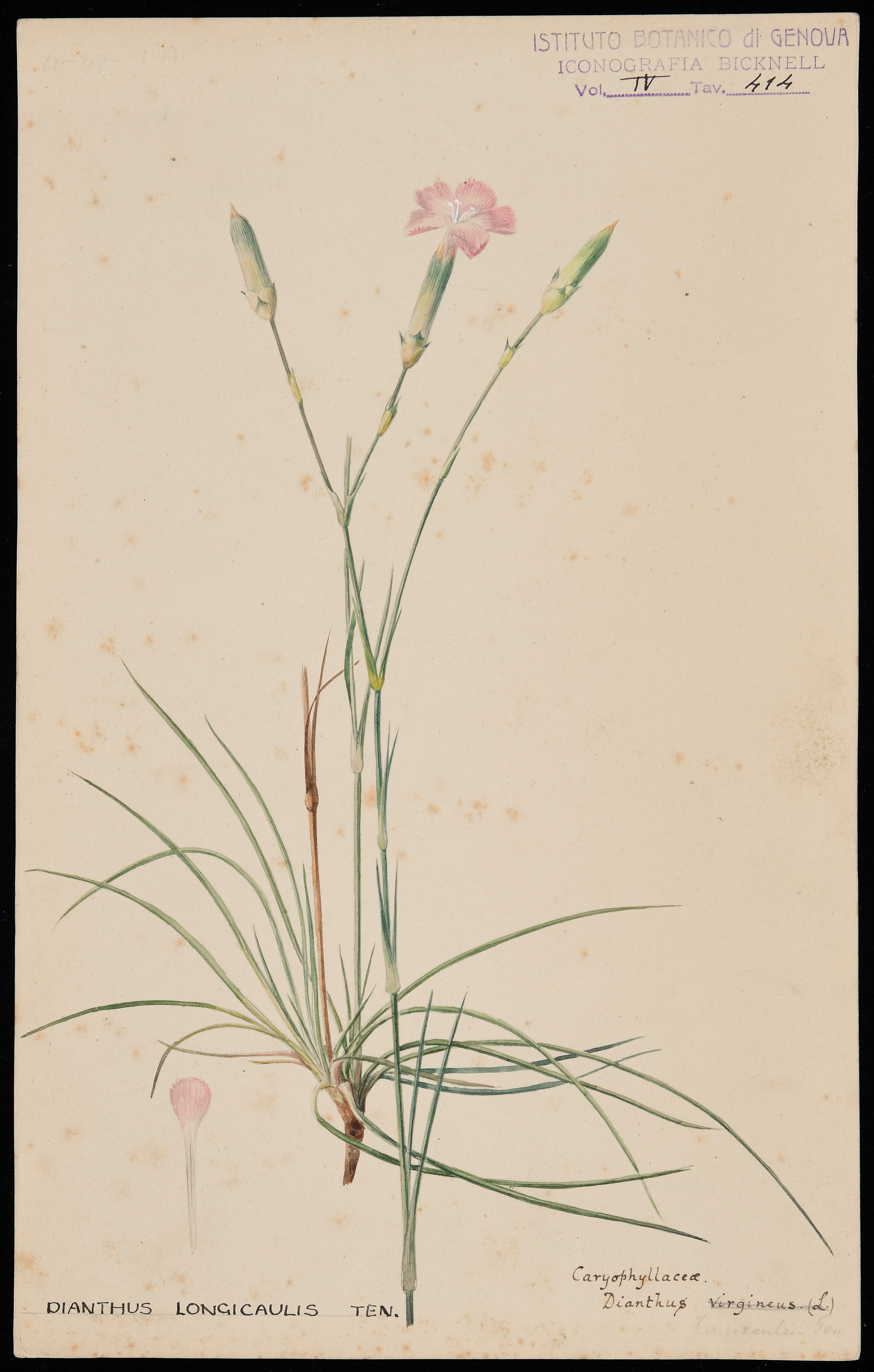 disegno, serie di Bicknell Clarence - ambito inglese (XIX)