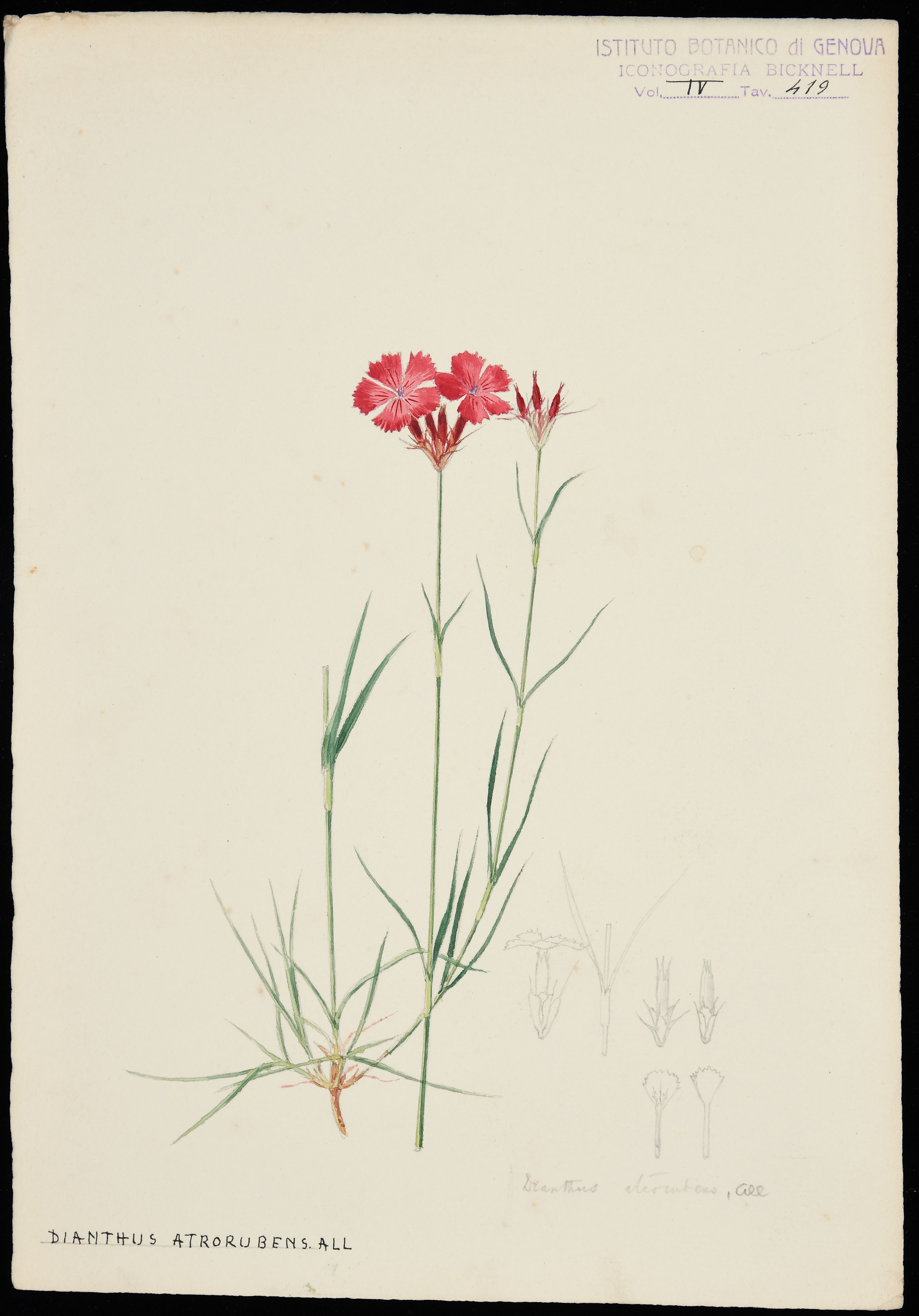 disegno, serie di Bicknell Clarence - ambito inglese (XX)