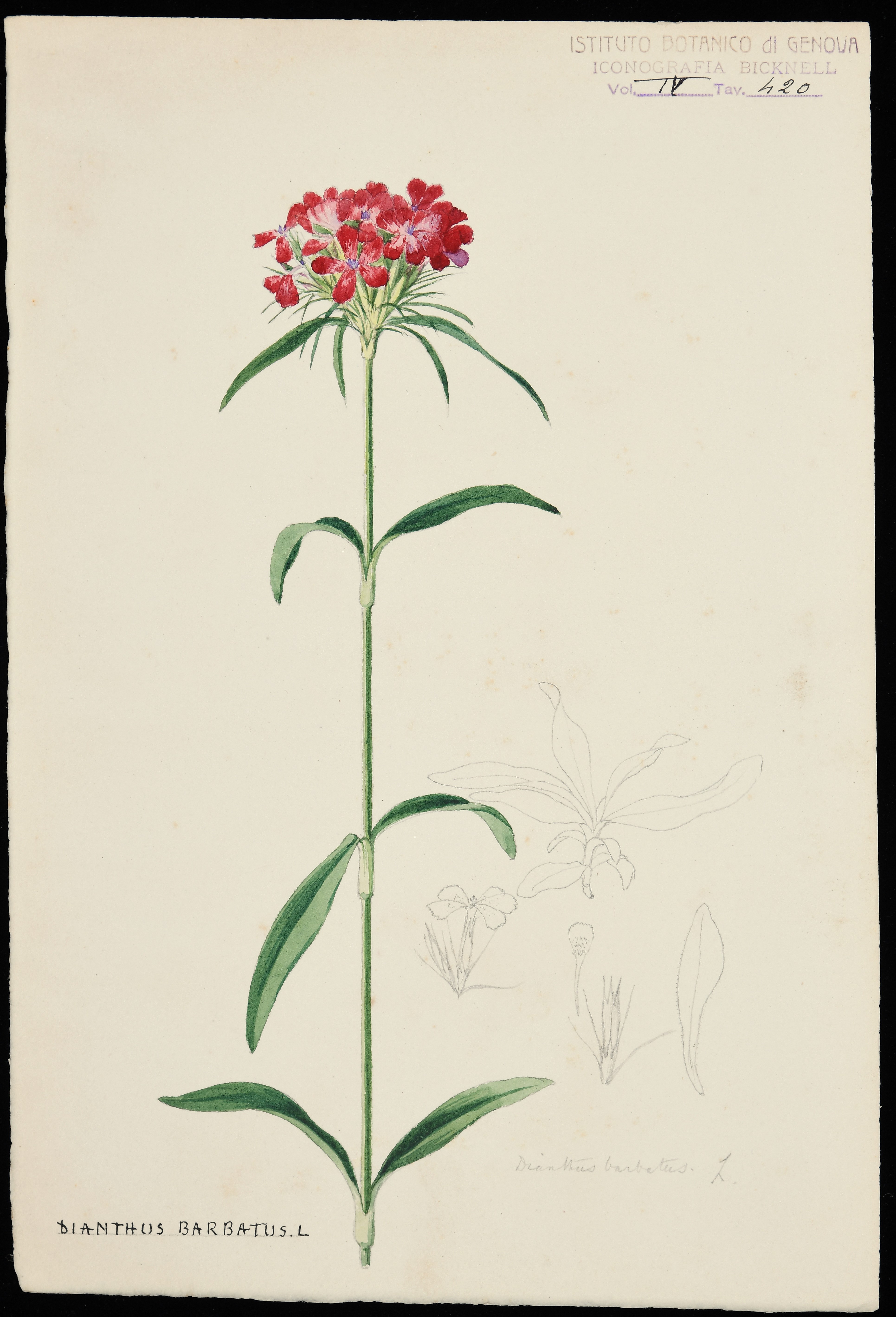 disegno, serie di Bicknell Clarence - ambito inglese (XX)