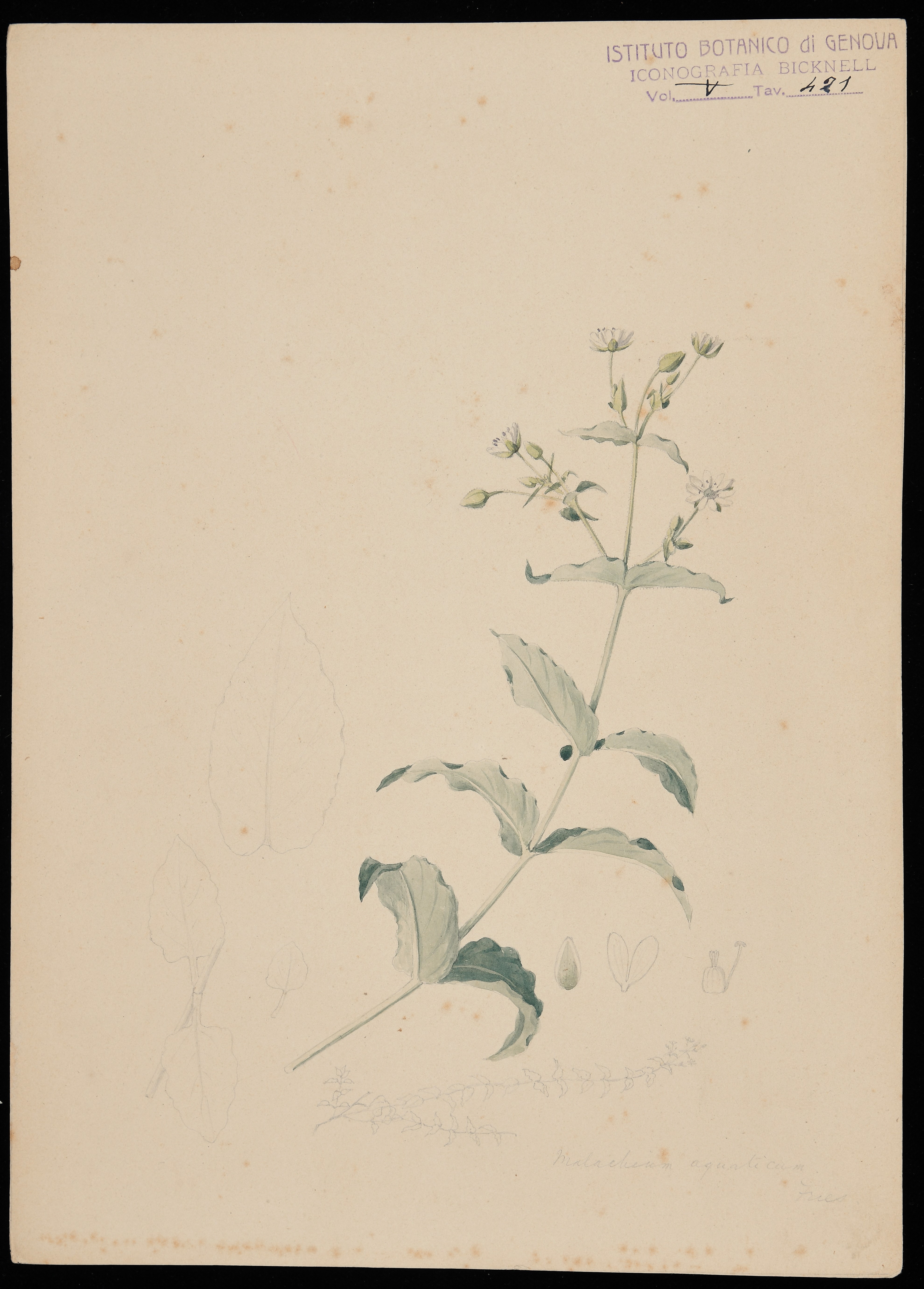 disegno, serie di Bicknell Clarence - ambito inglese (XIX)