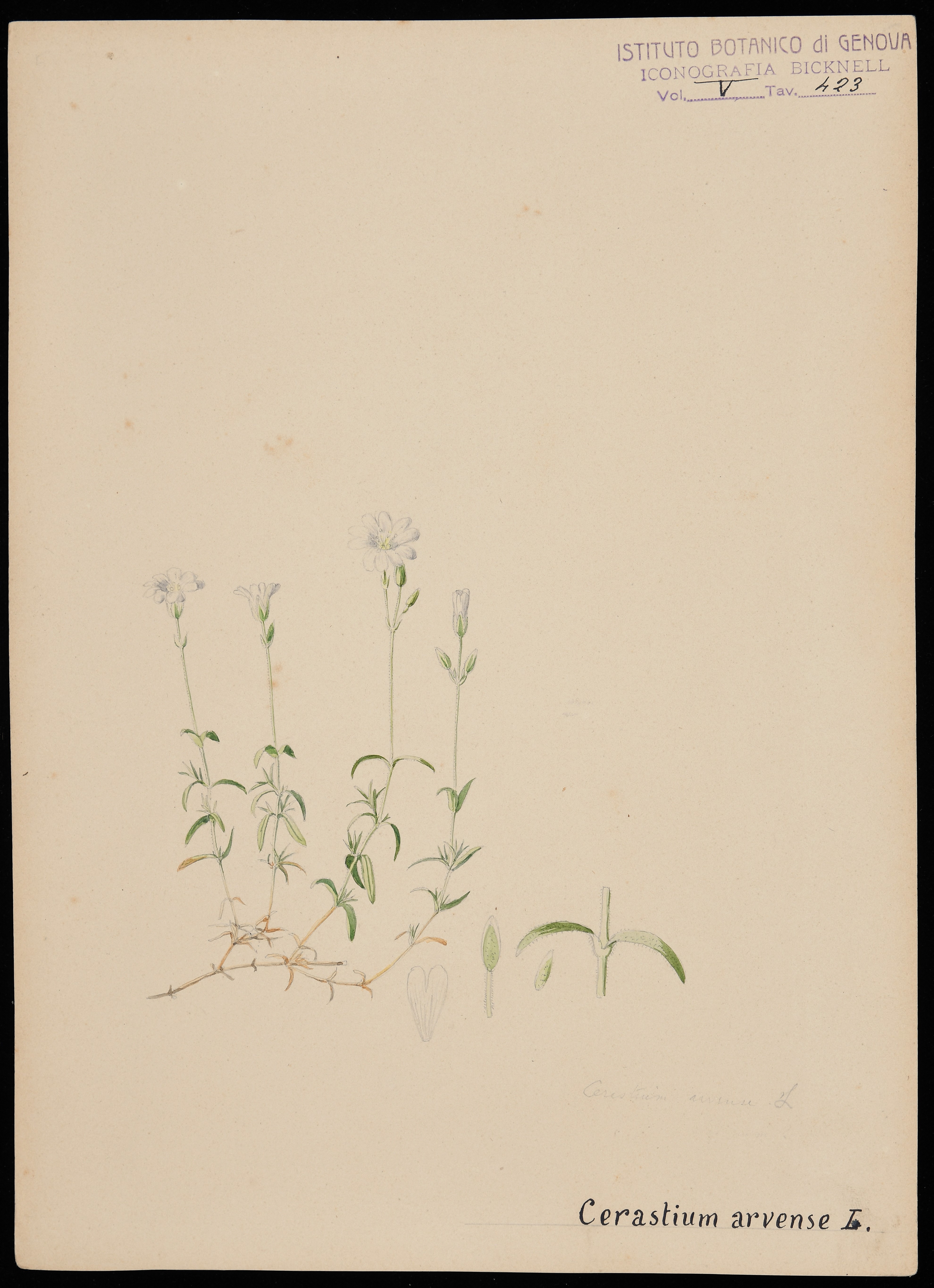 disegno, serie di Bicknell Clarence - ambito inglese (XIX)