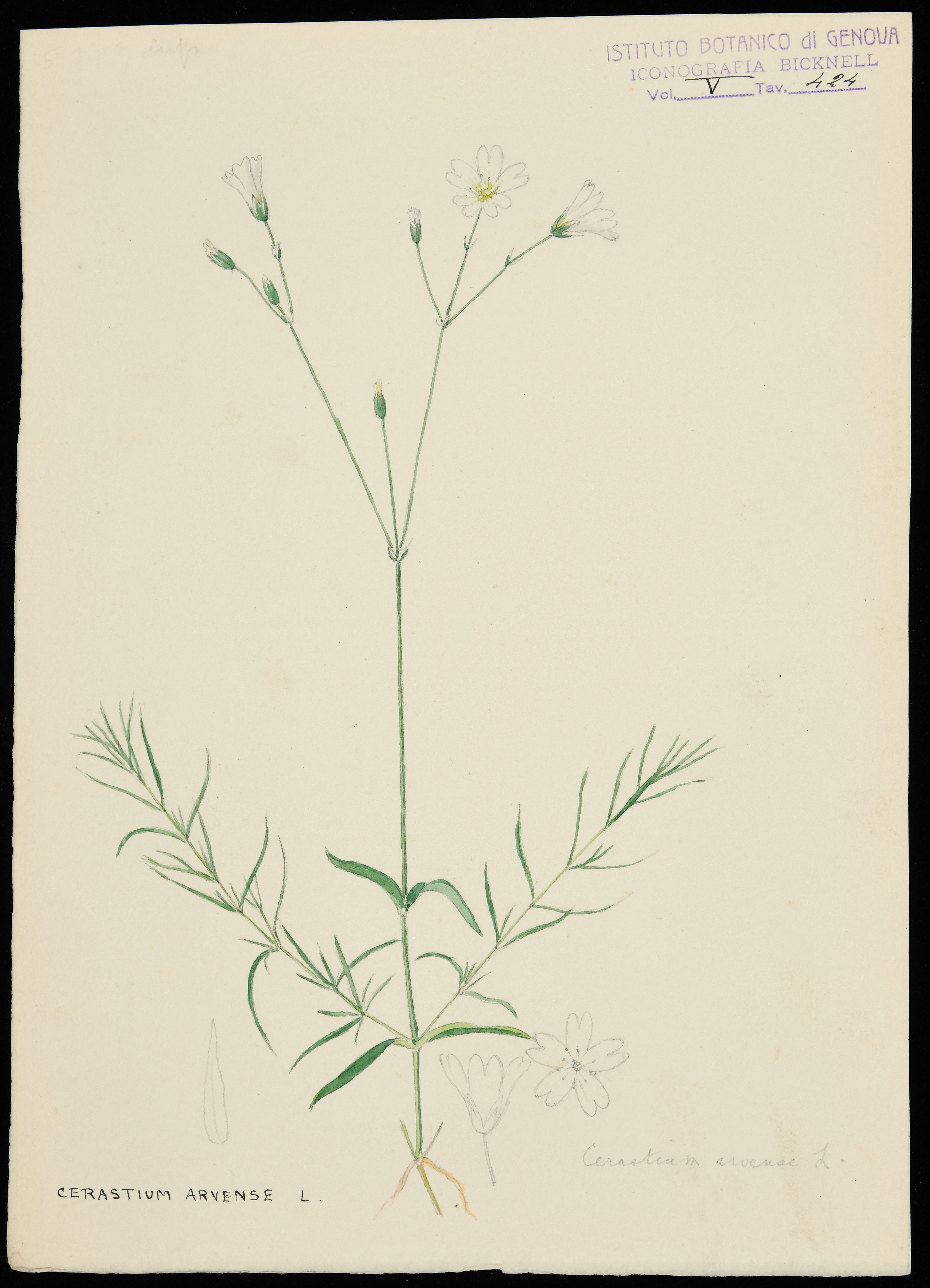 disegno, serie di Bicknell Clarence - ambito inglese (XX)