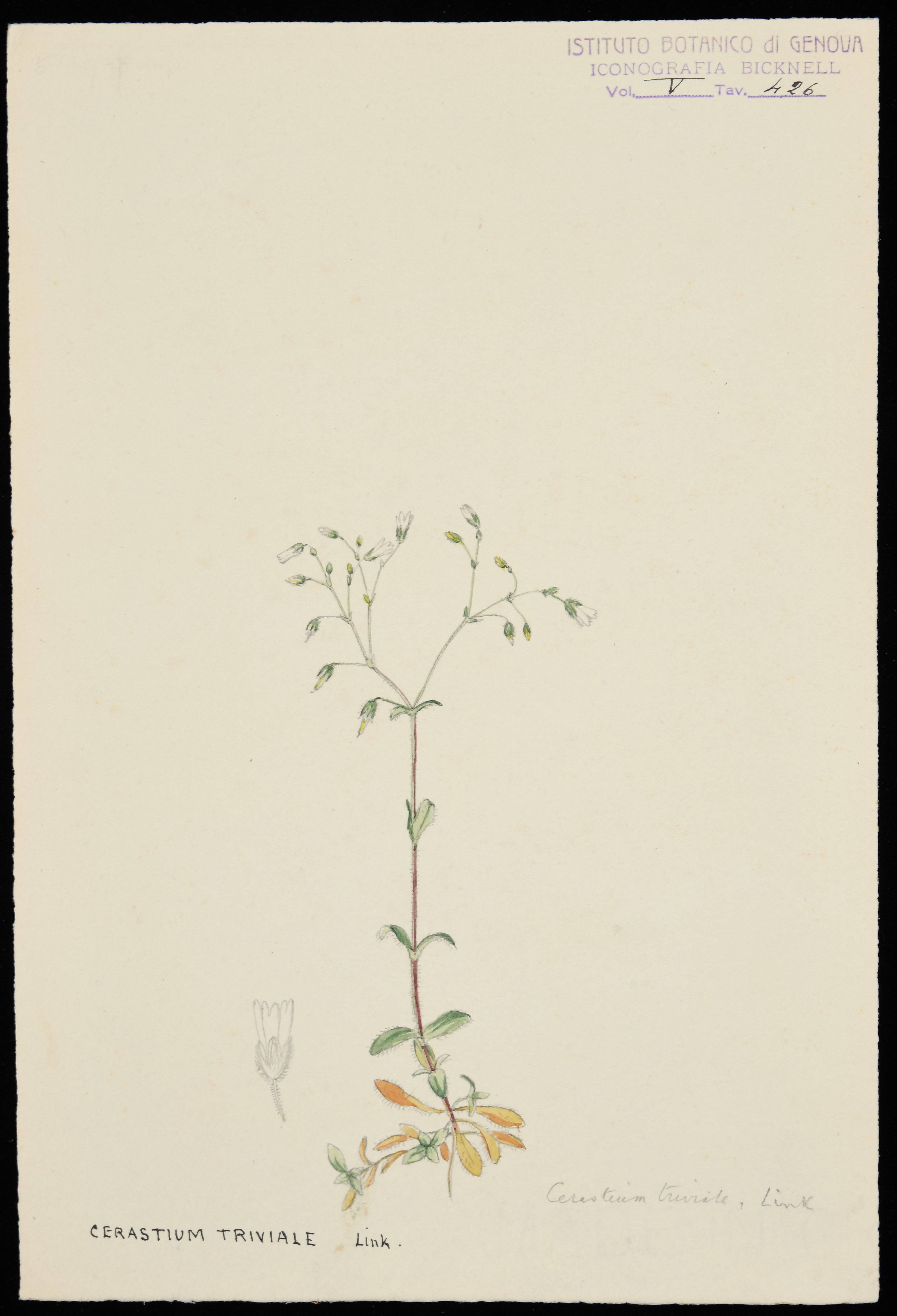 disegno, serie di Bicknell Clarence - ambito inglese (XX)