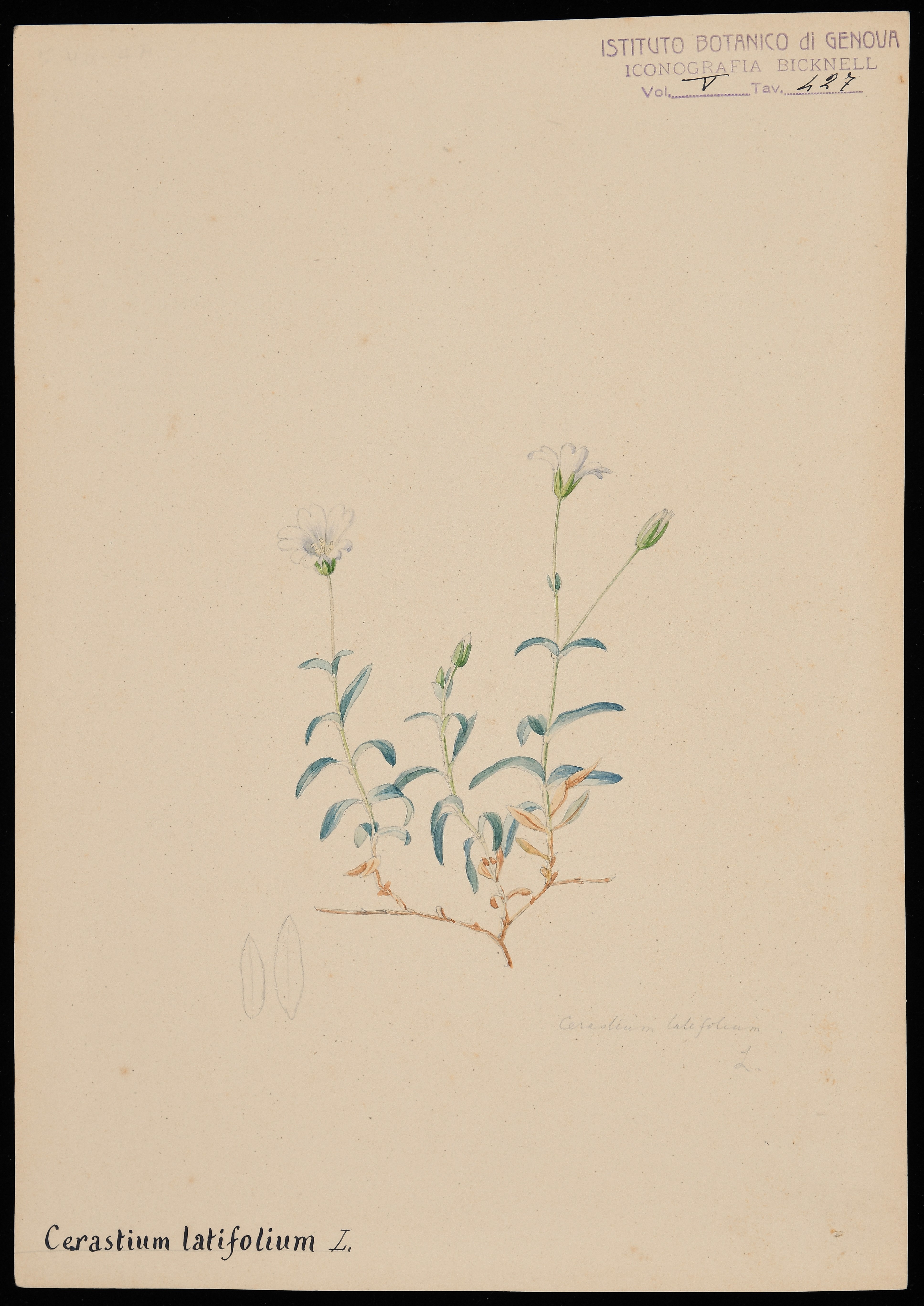 disegno, serie di Bicknell Clarence - ambito inglese (XIX)