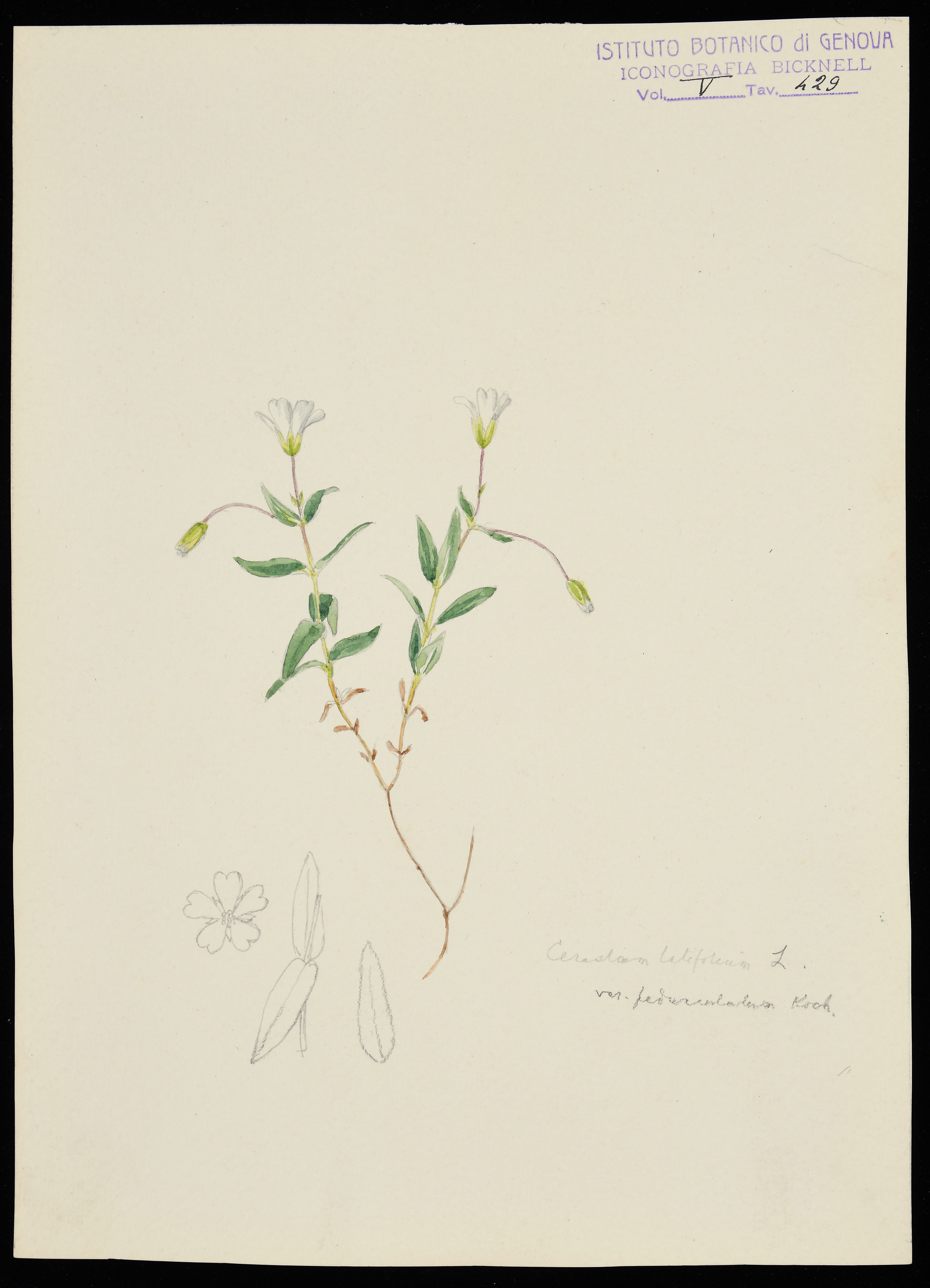 disegno, serie di Bicknell Clarence - ambito inglese (XX)