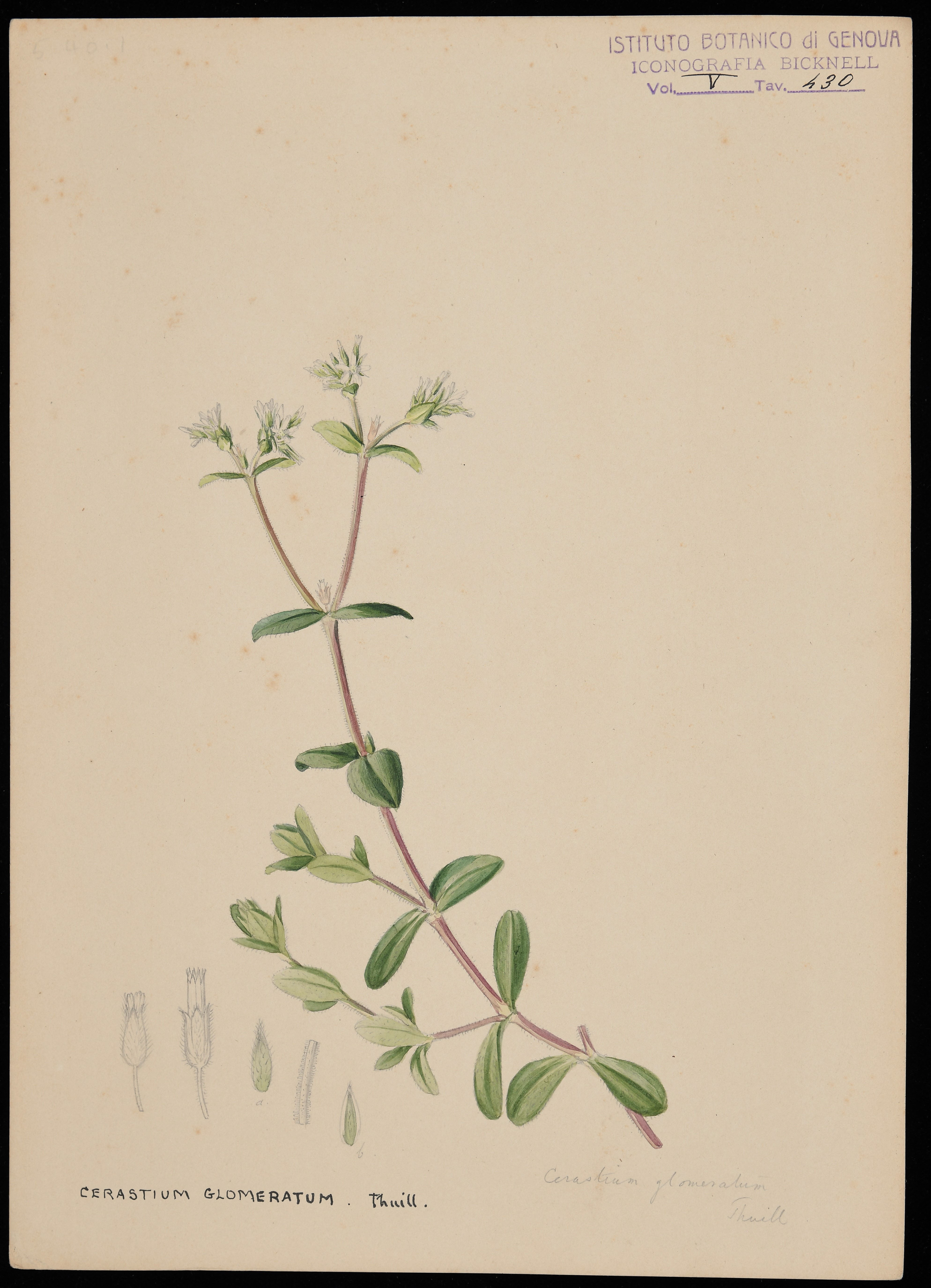 disegno, serie di Bicknell Clarence - ambito inglese (XIX)