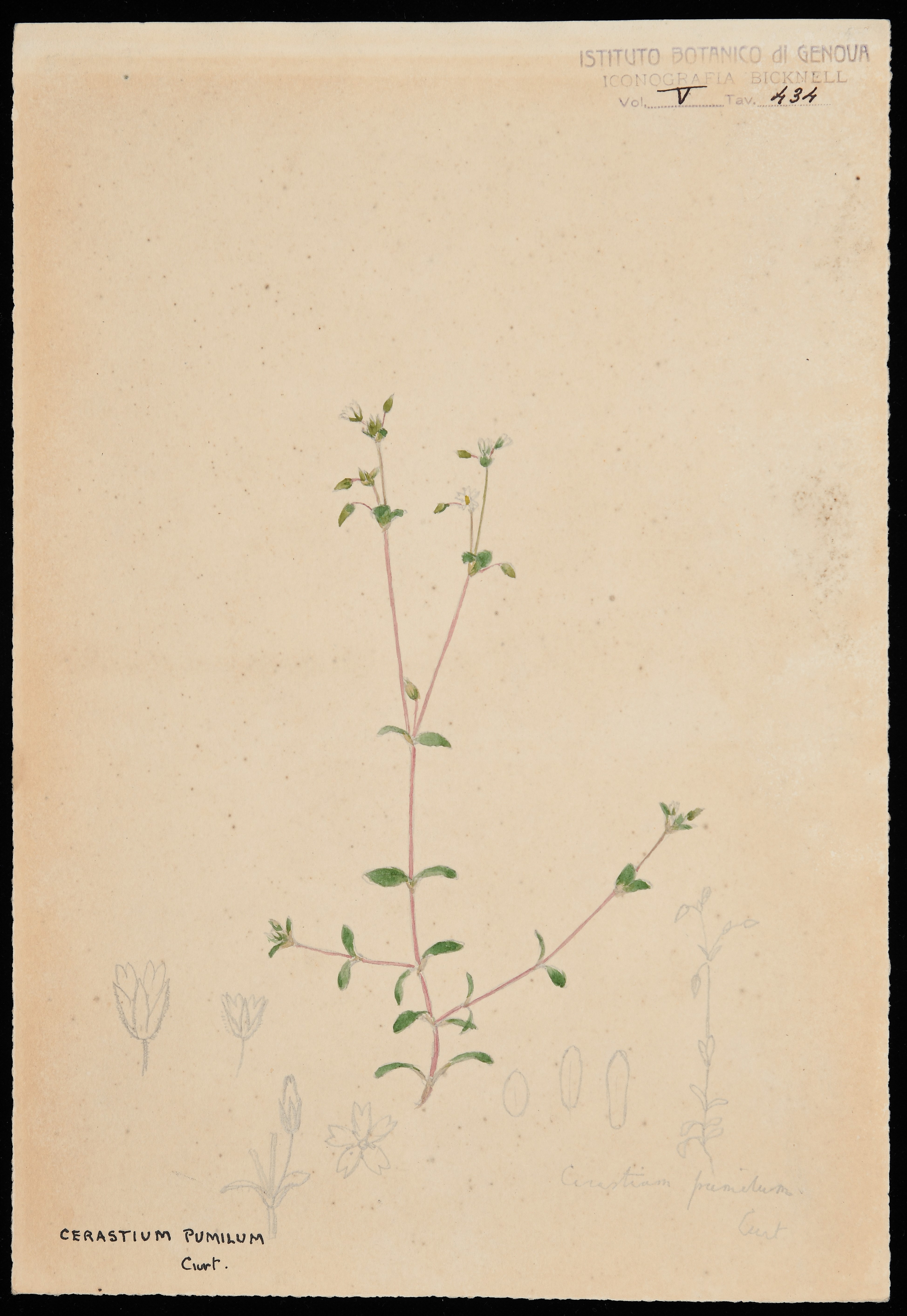 disegno, serie di Bicknell Clarence - ambito inglese (XX)