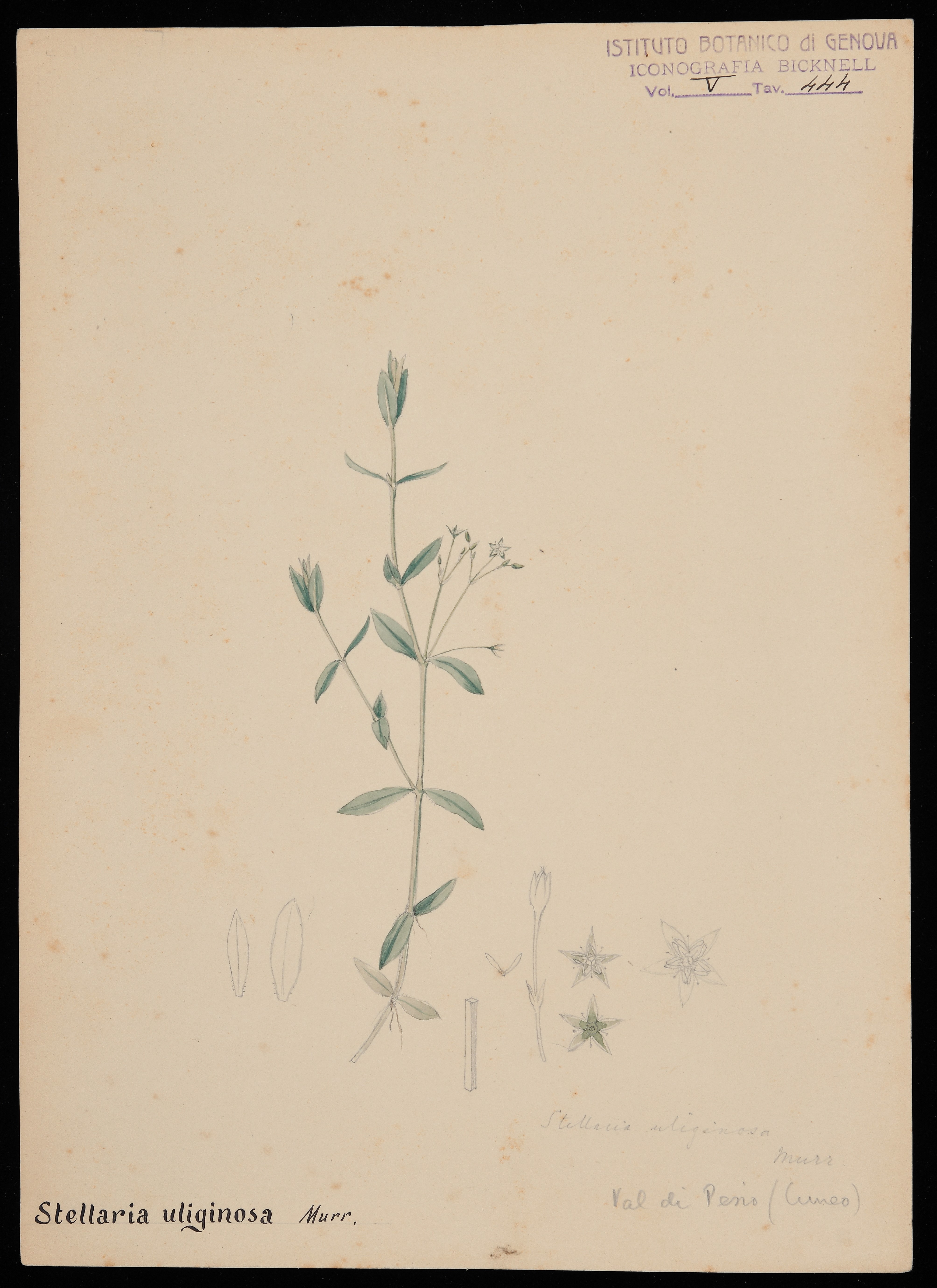 disegno, serie di Bicknell Clarence - ambito inglese (XIX)