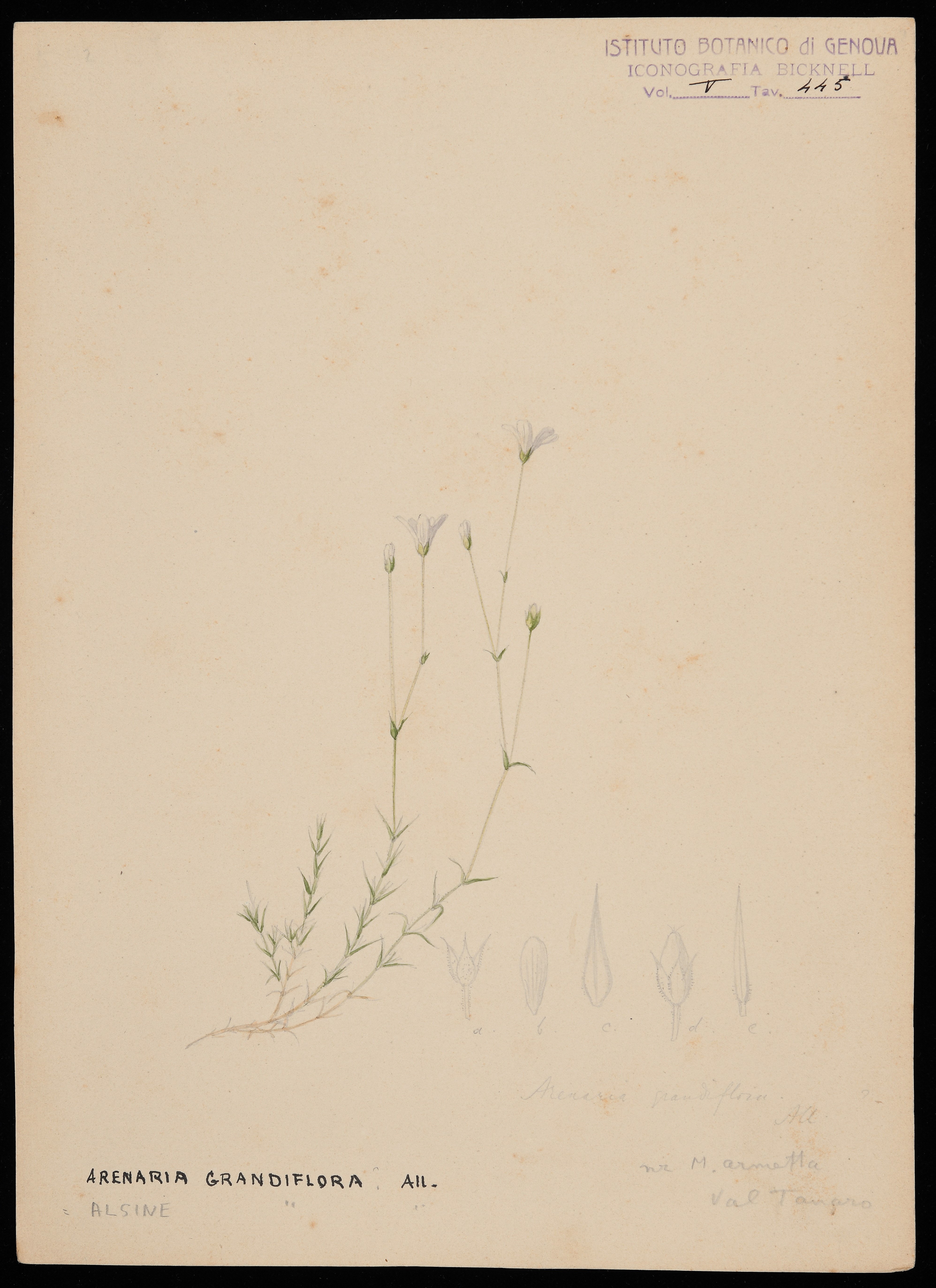 disegno, serie di Bicknell Clarence - ambito inglese (XIX)