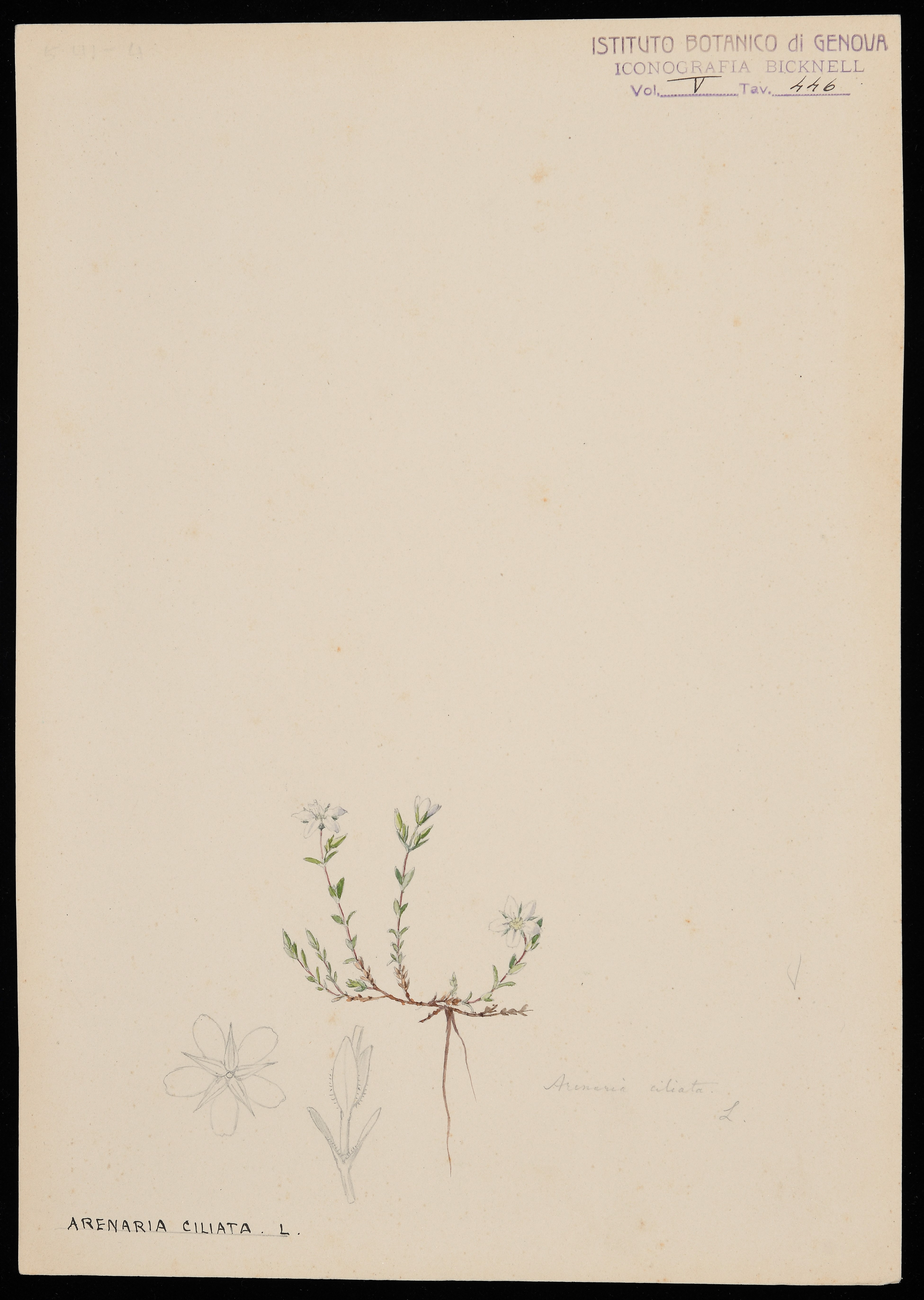 disegno, serie di Bicknell Clarence - ambito inglese (XIX)