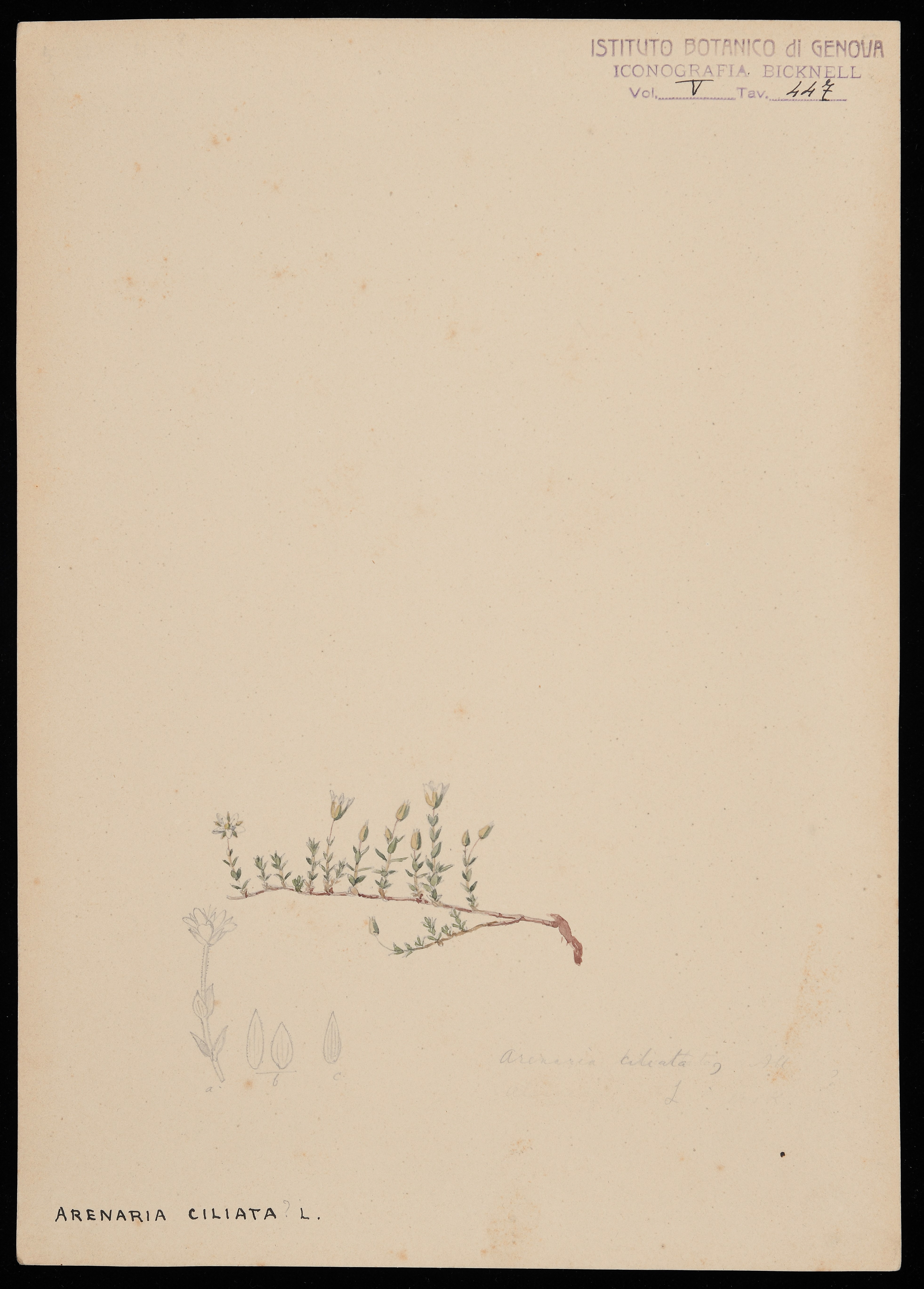 disegno, serie di Bicknell Clarence - ambito inglese (XIX)