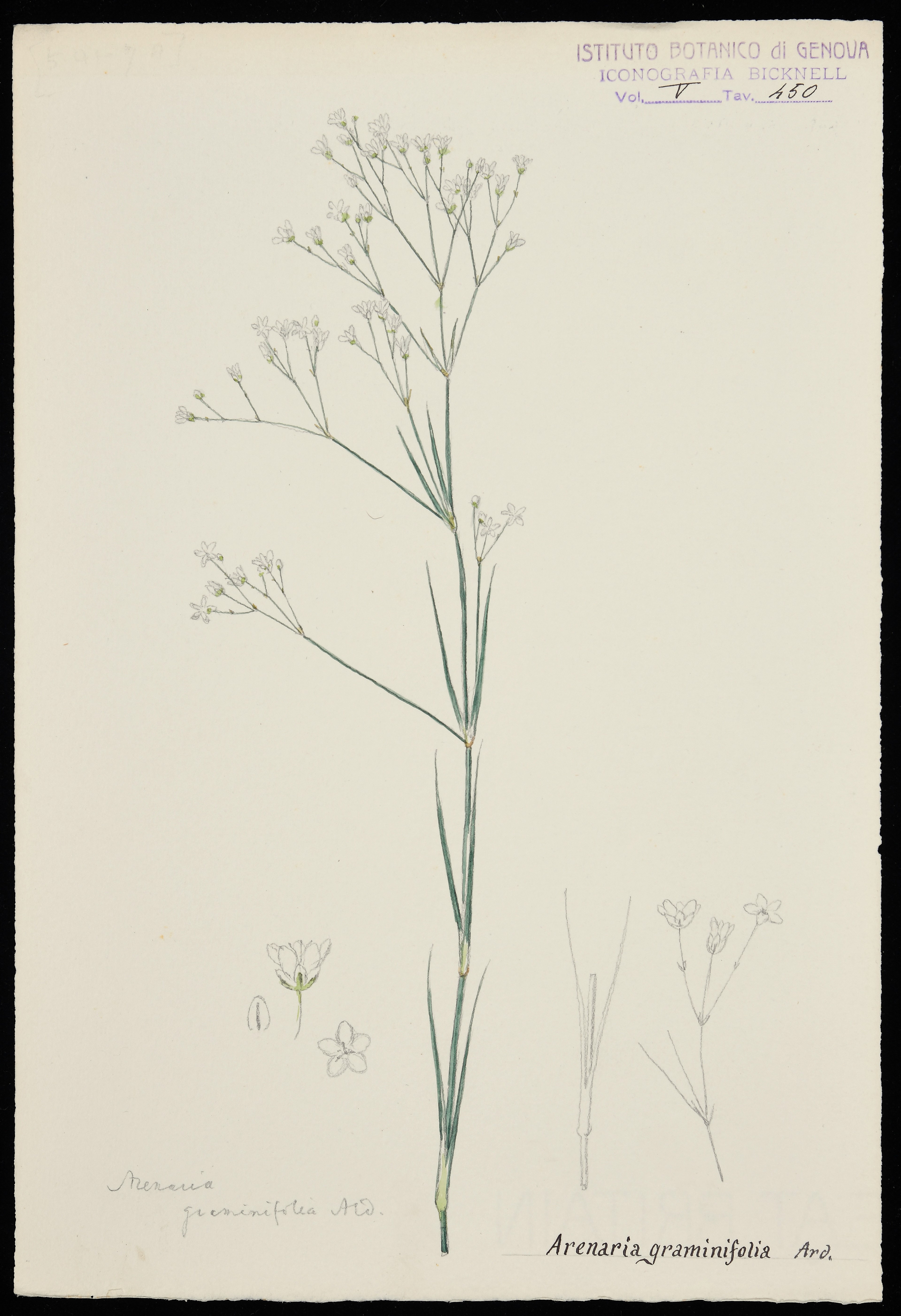 disegno, serie di Bicknell Clarence - ambito inglese (XX)