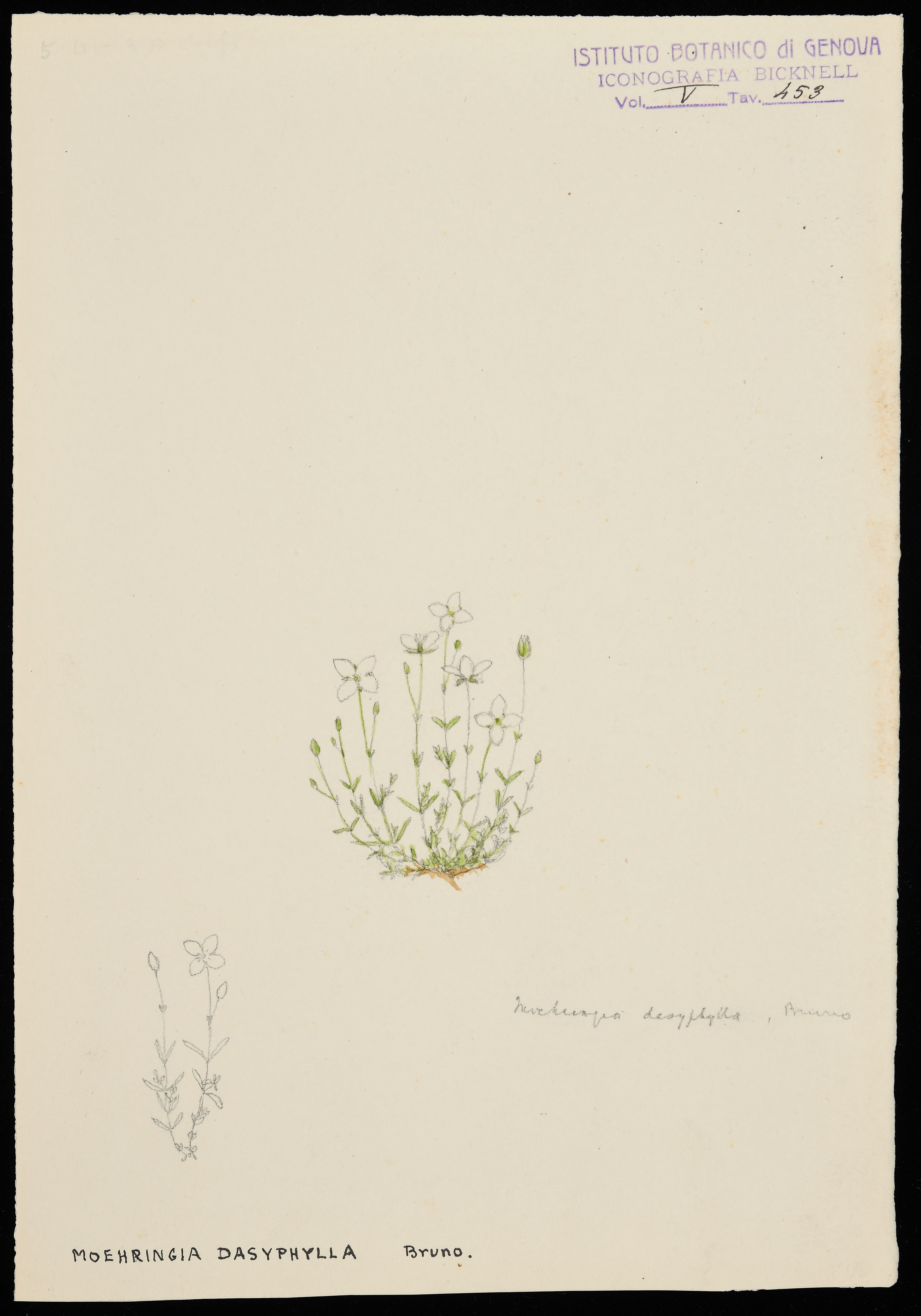 disegno, serie di Bicknell Clarence - ambito inglese (XX)