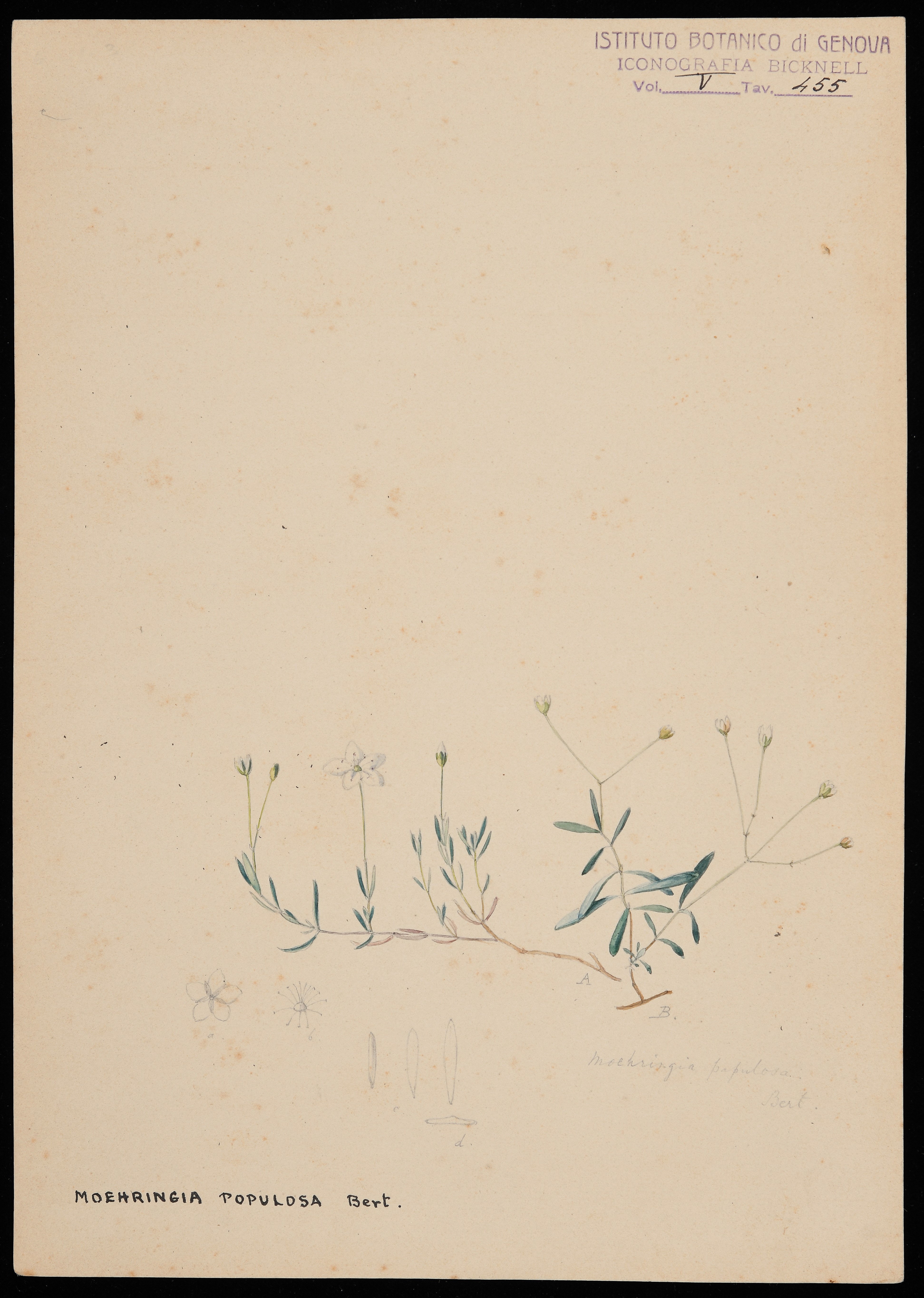 disegno, serie di Bicknell Clarence - ambito inglese (XIX)