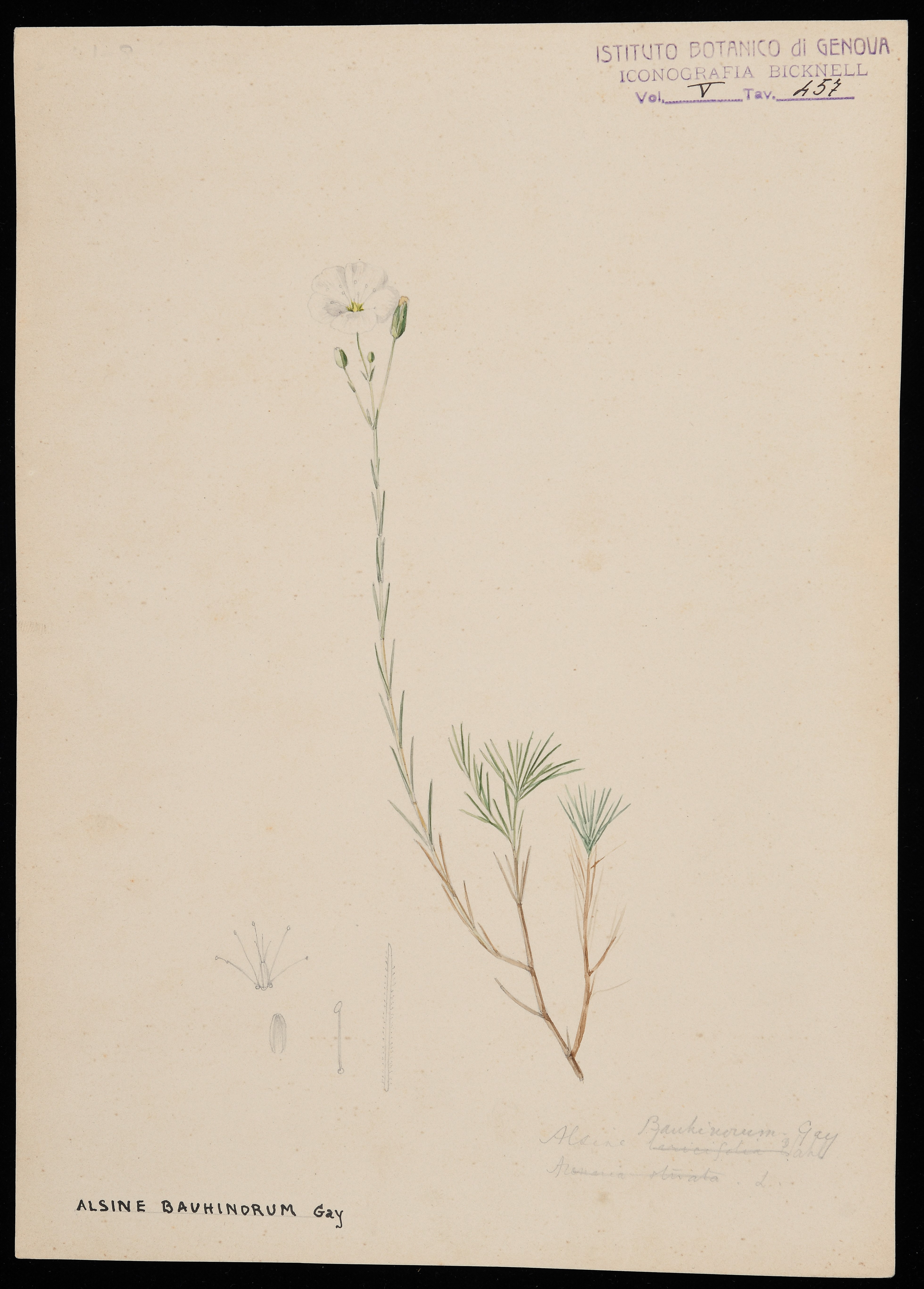 disegno, serie di Bicknell Clarence - ambito inglese (XIX)