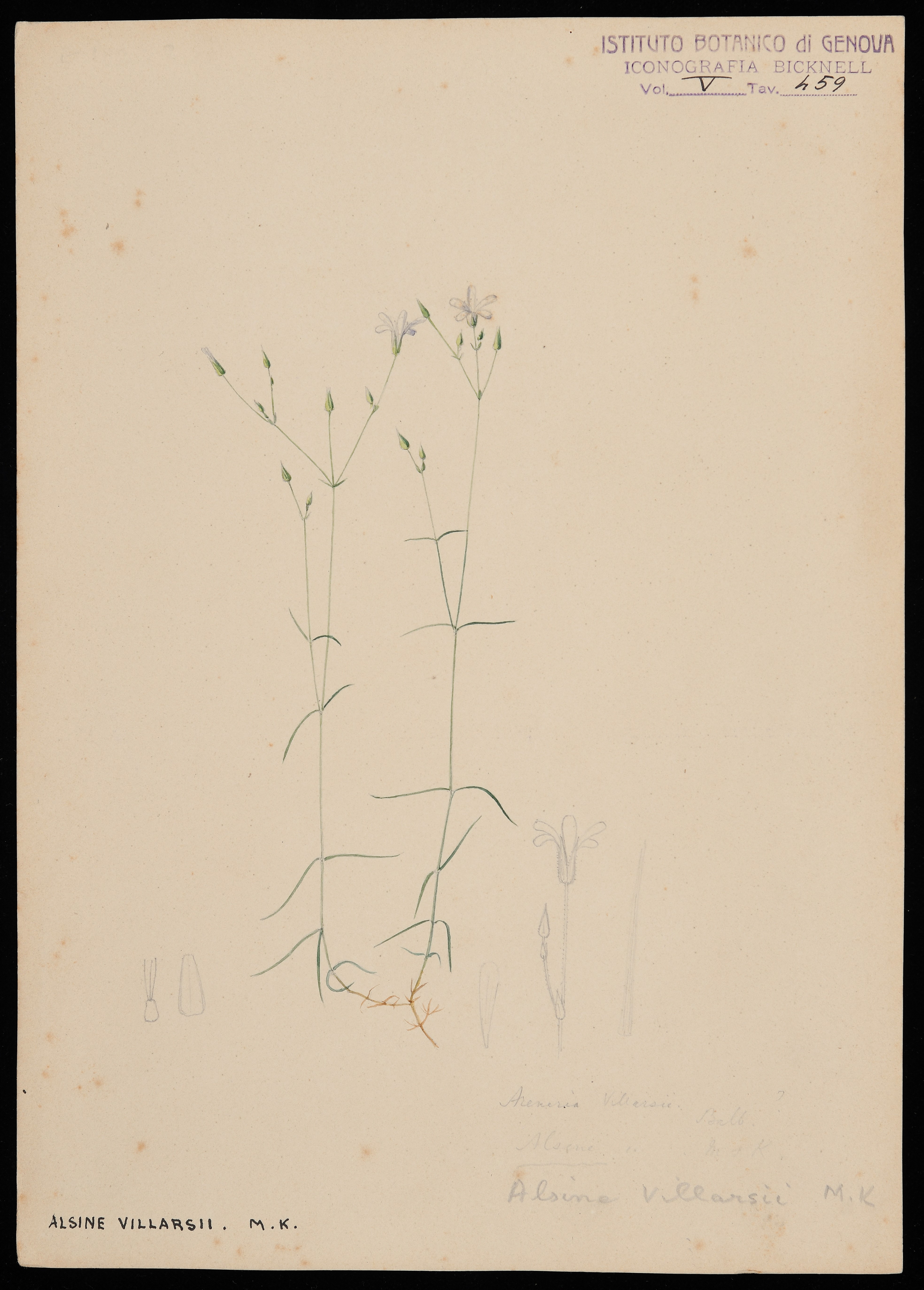 disegno, serie di Bicknell Clarence - ambito inglese (XIX)