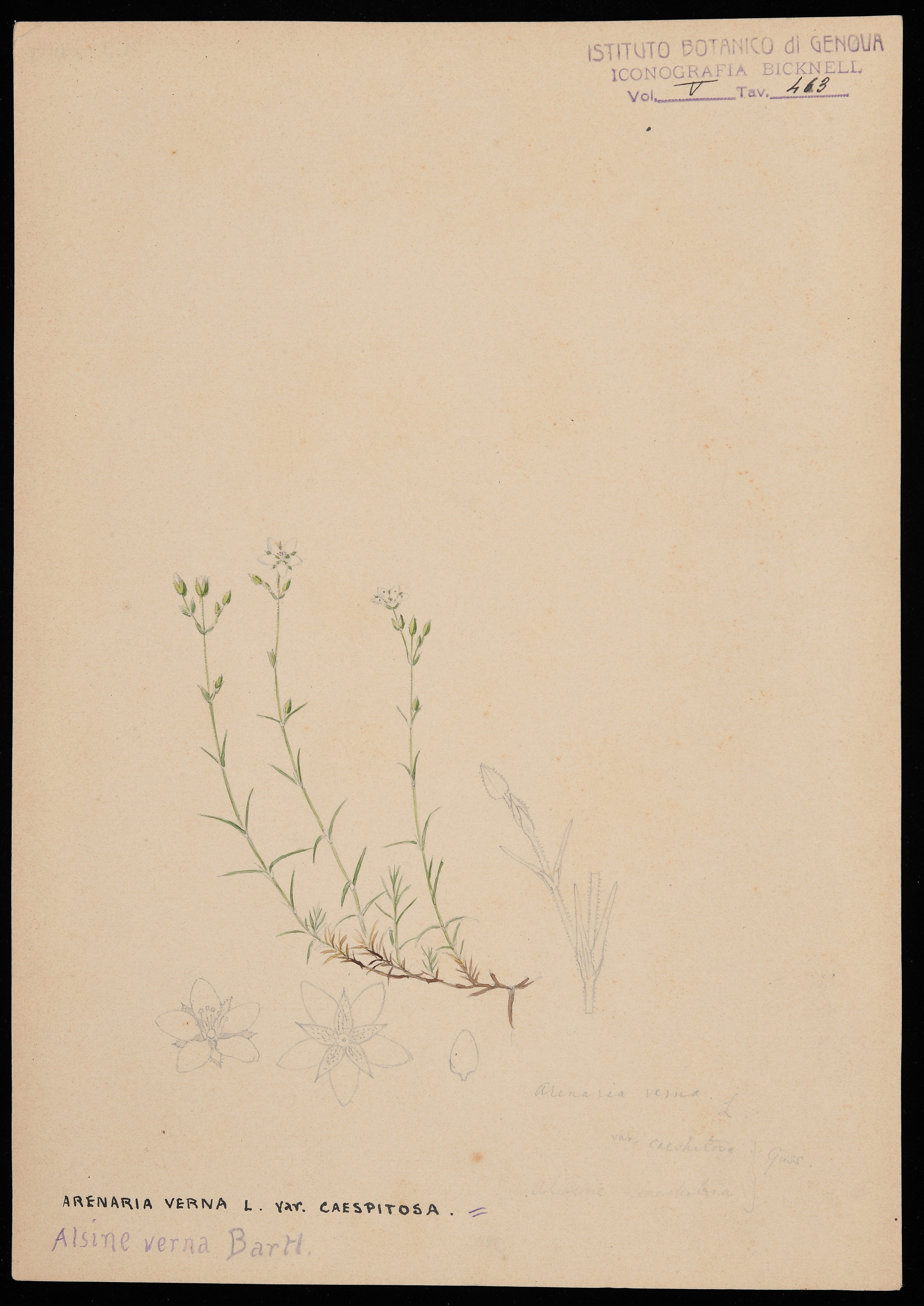 disegno, serie di Bicknell Clarence - ambito inglese (XIX)