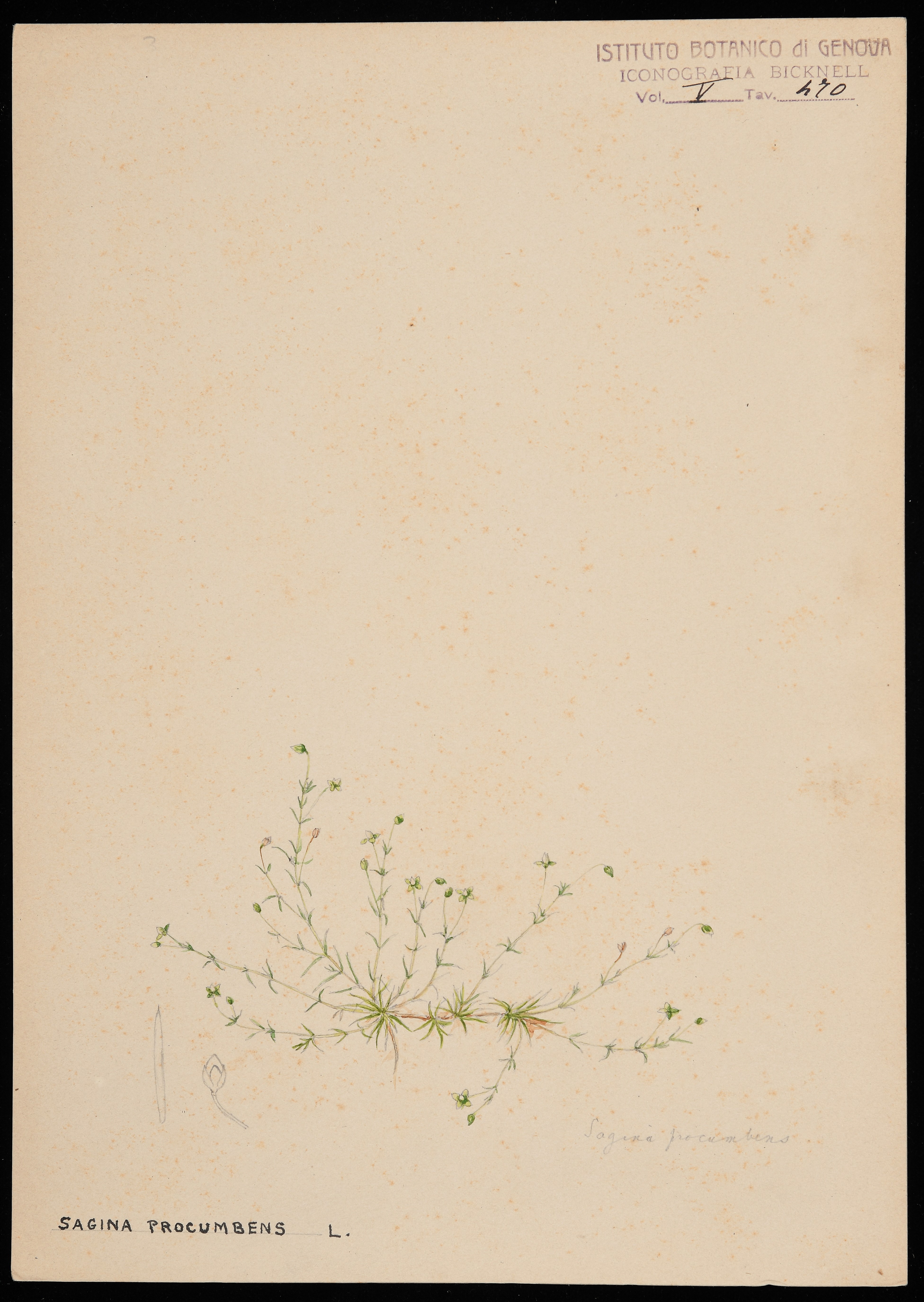 disegno, serie di Bicknell Clarence - ambito inglese (XX)