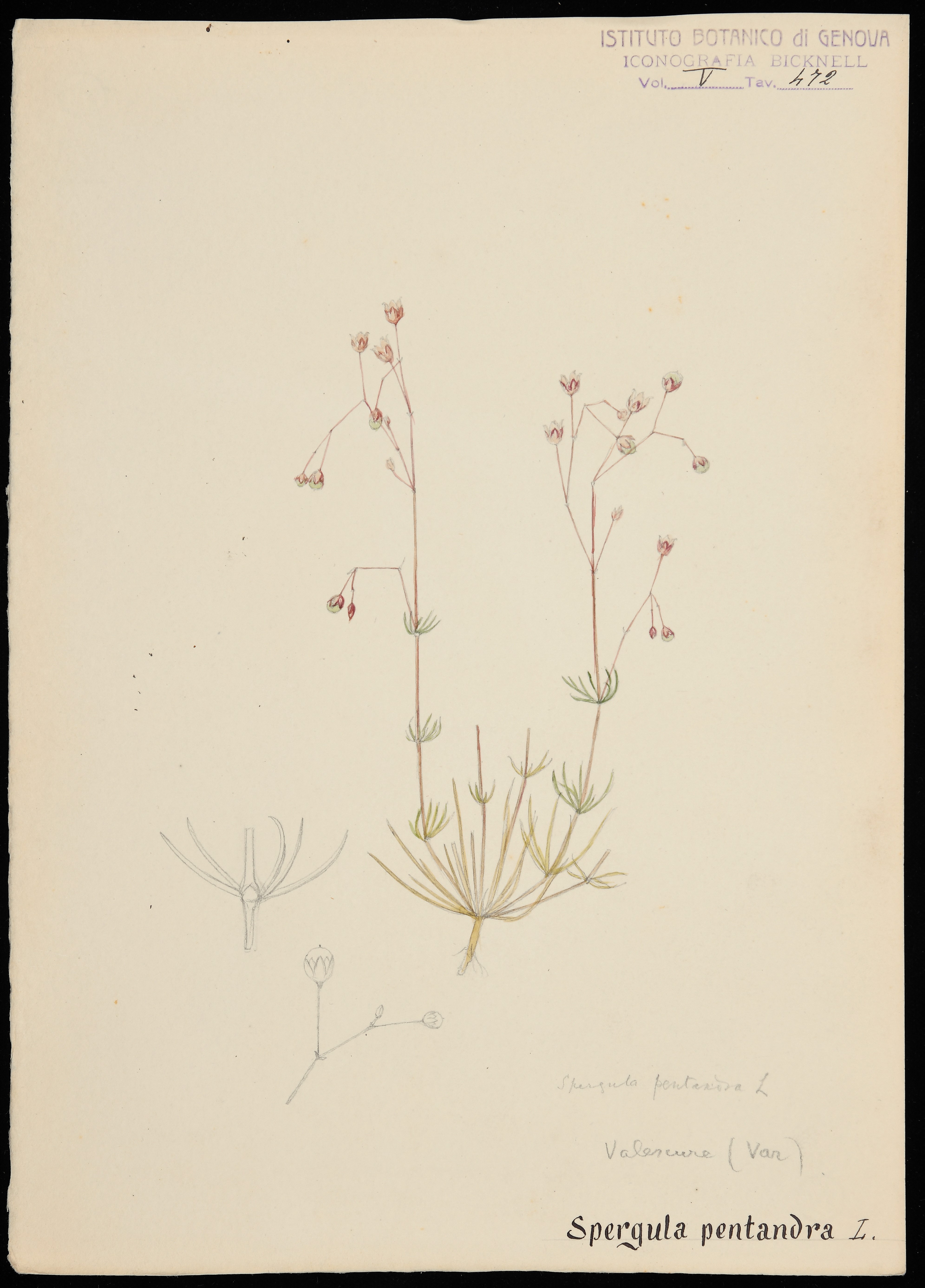 disegno, serie di Bicknell Clarence - ambito inglese (XX)