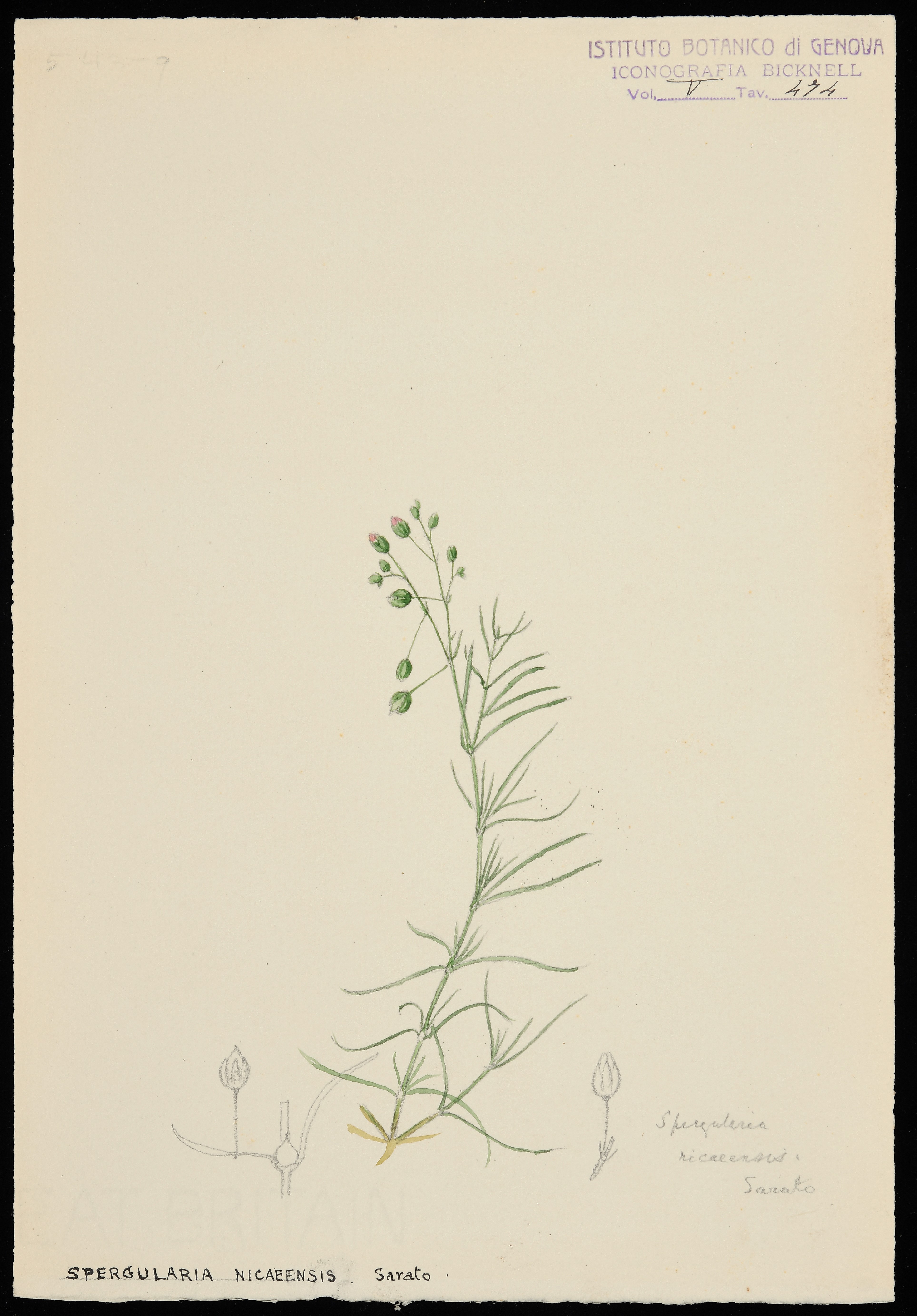 disegno, serie di Bicknell Clarence - ambito inglese (XX)