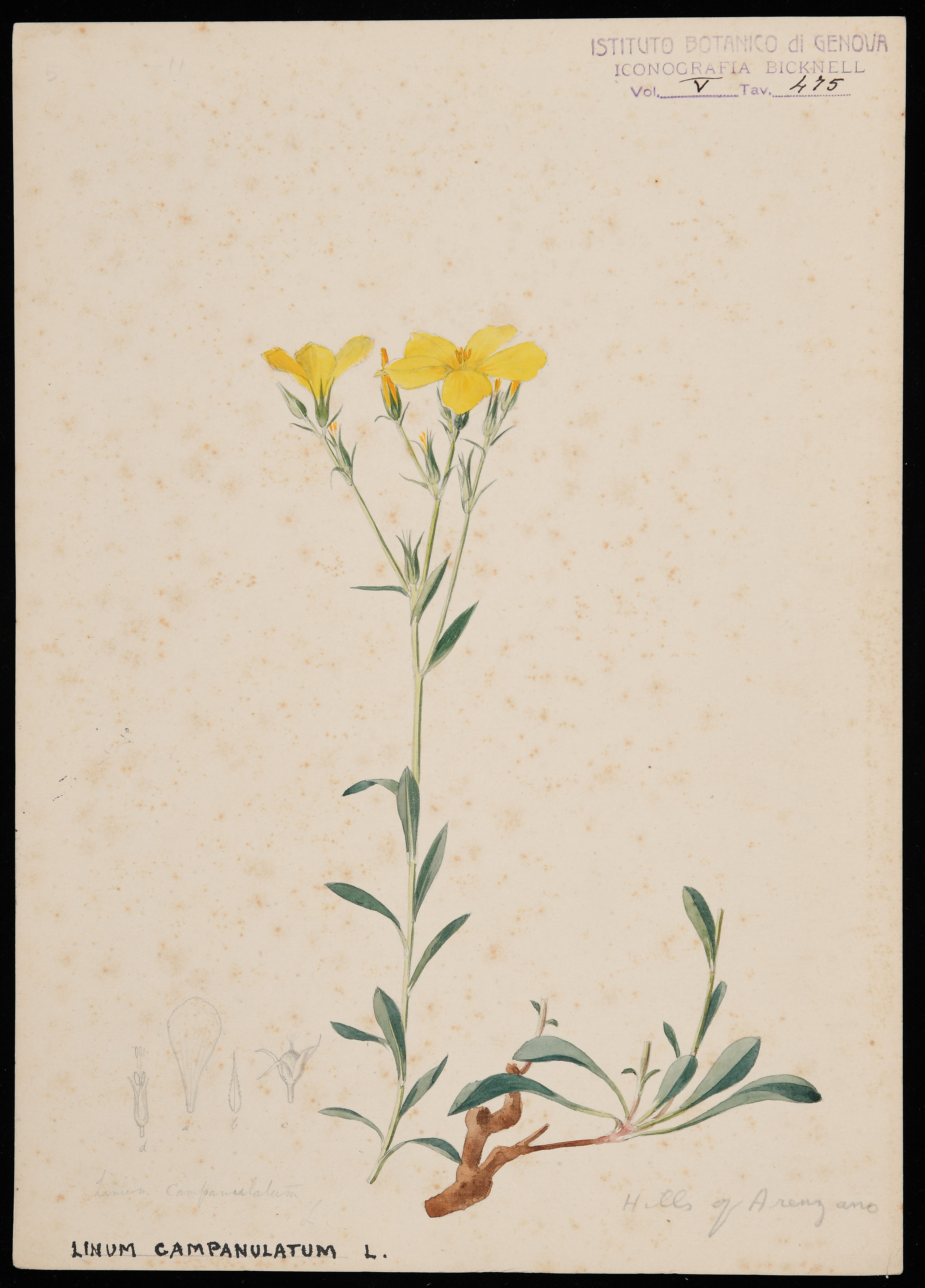 disegno, serie di Bicknell Clarence - ambito inglese (XIX)