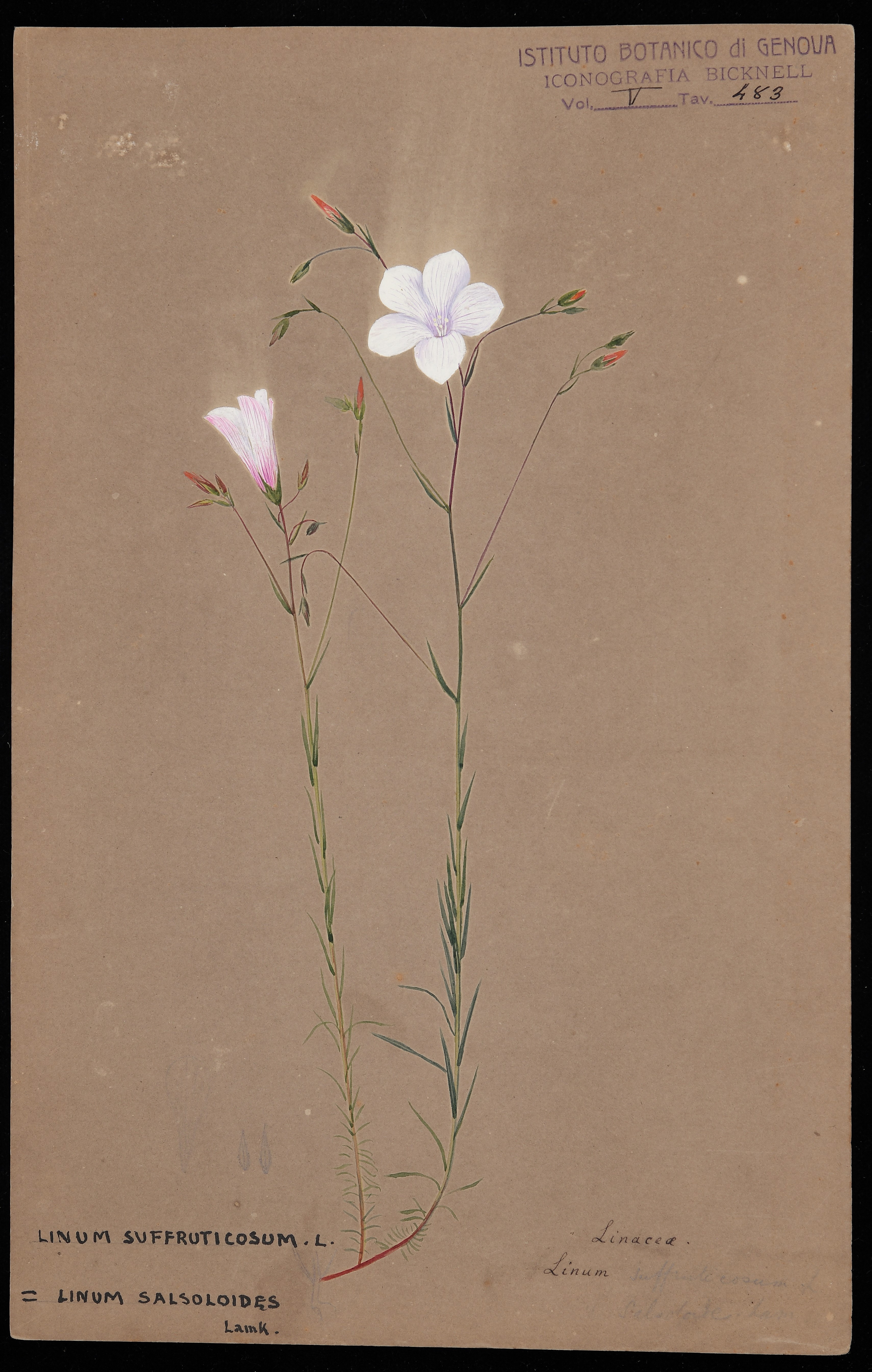 disegno, serie di Bicknell Clarence (XIX)