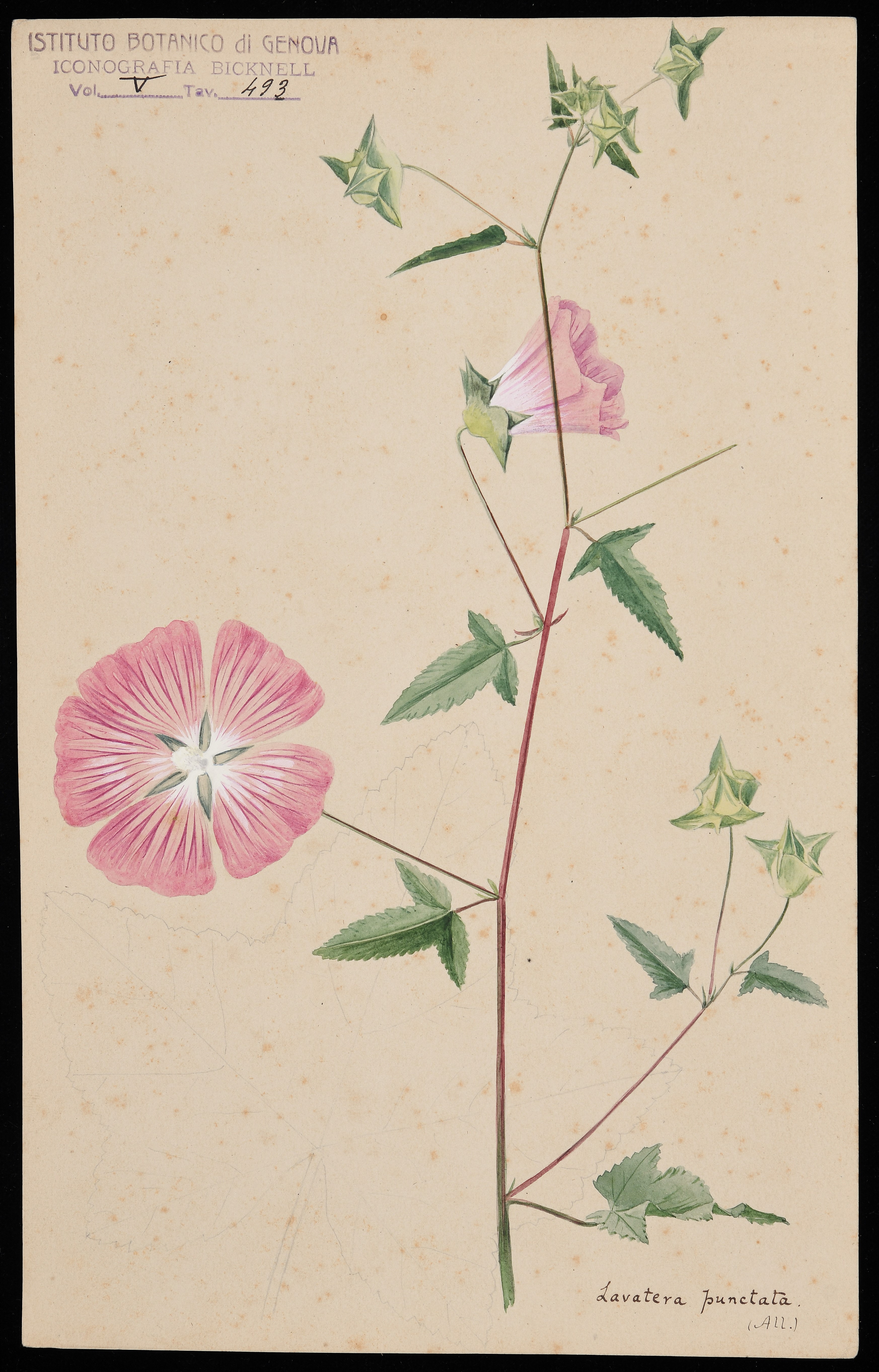 disegno, serie di Bicknell Clarence - ambito inglese (XIX)