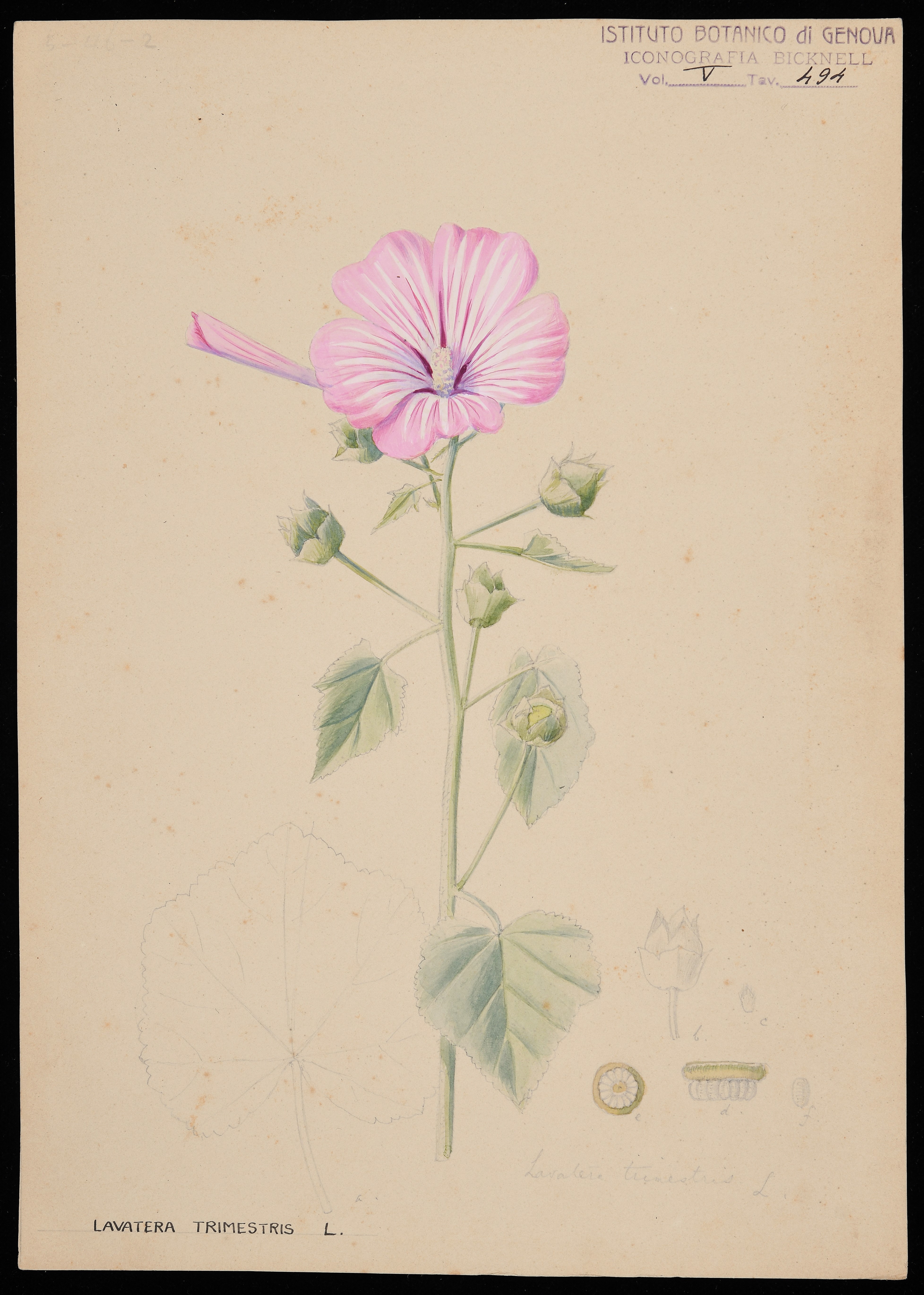 disegno, serie di Bicknell Clarence - ambito inglese (XIX)