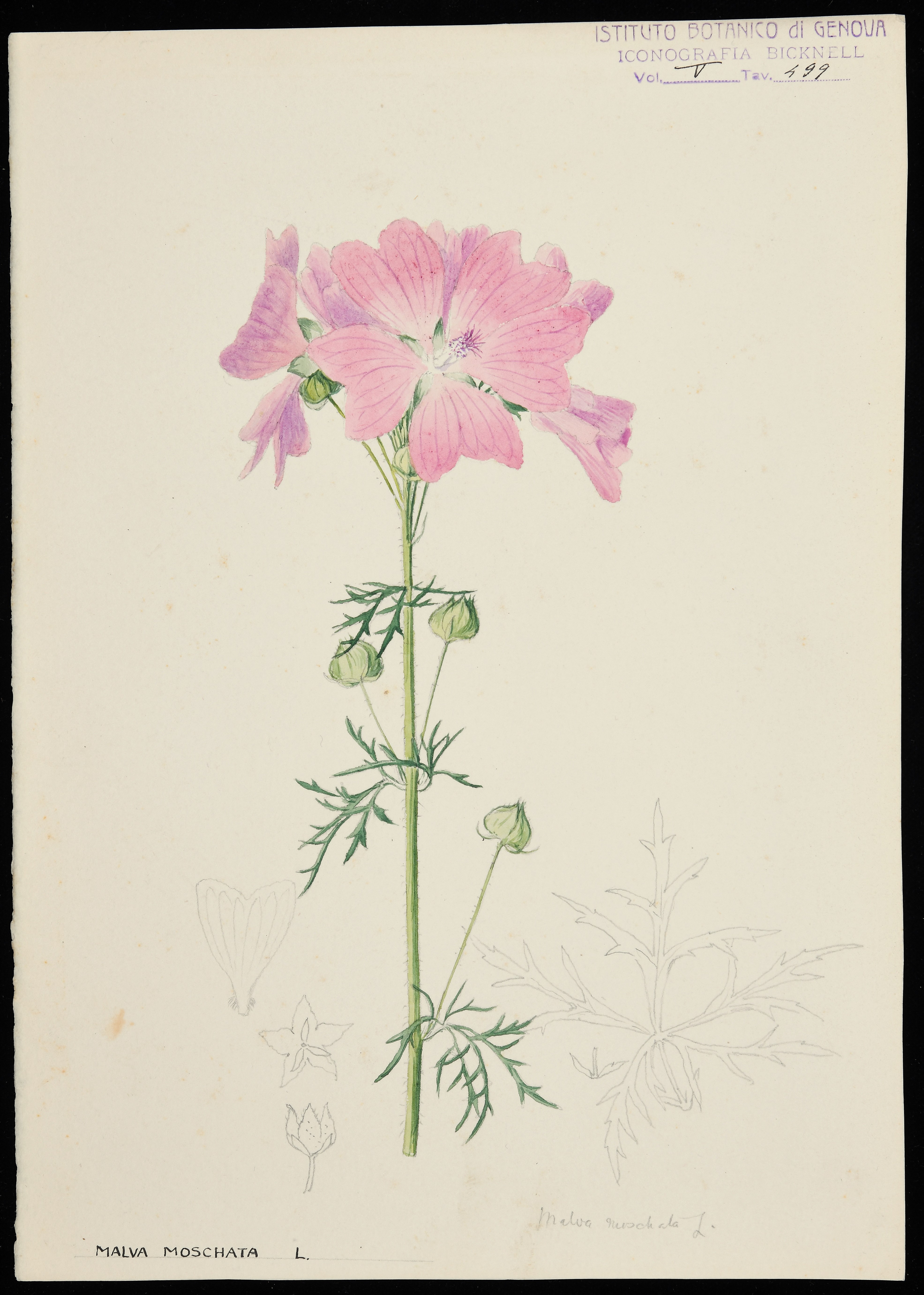 disegno, serie di Bicknell Clarence - ambito inglese (XX)