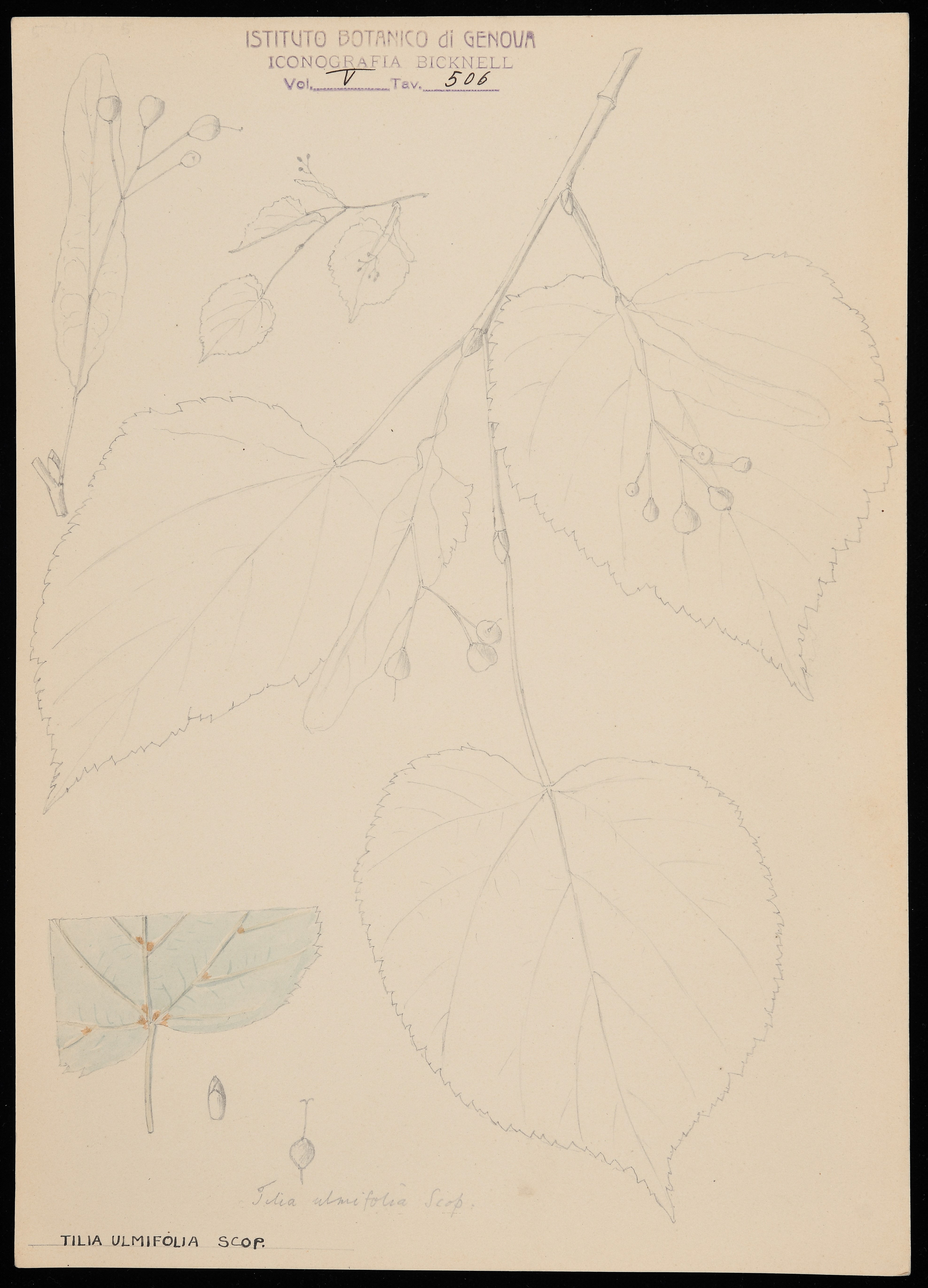 disegno, serie di Bicknell Clarence - ambito inglese (XIX)