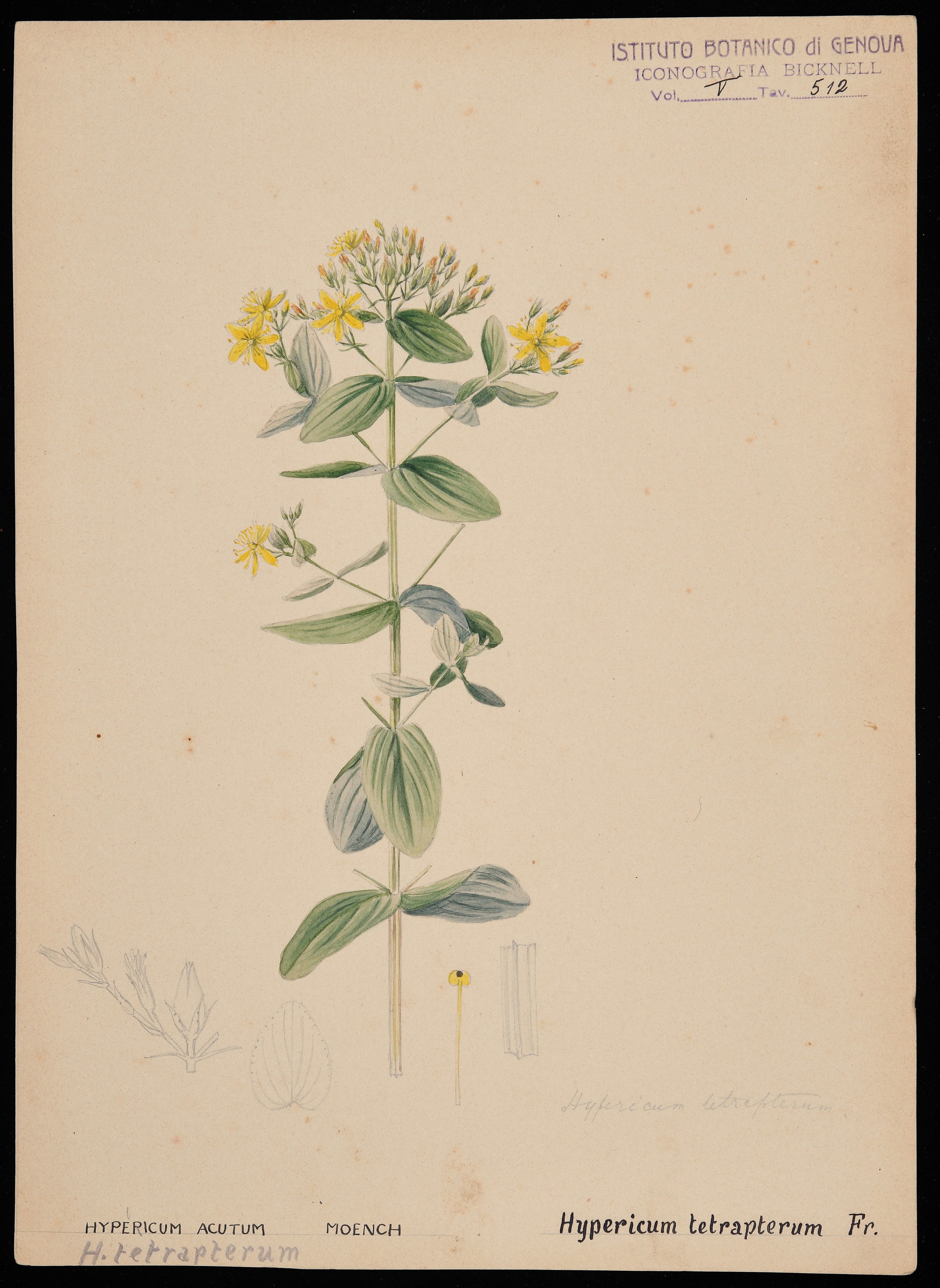 disegno, serie di Bicknell Clarence - ambito inglese (XIX)