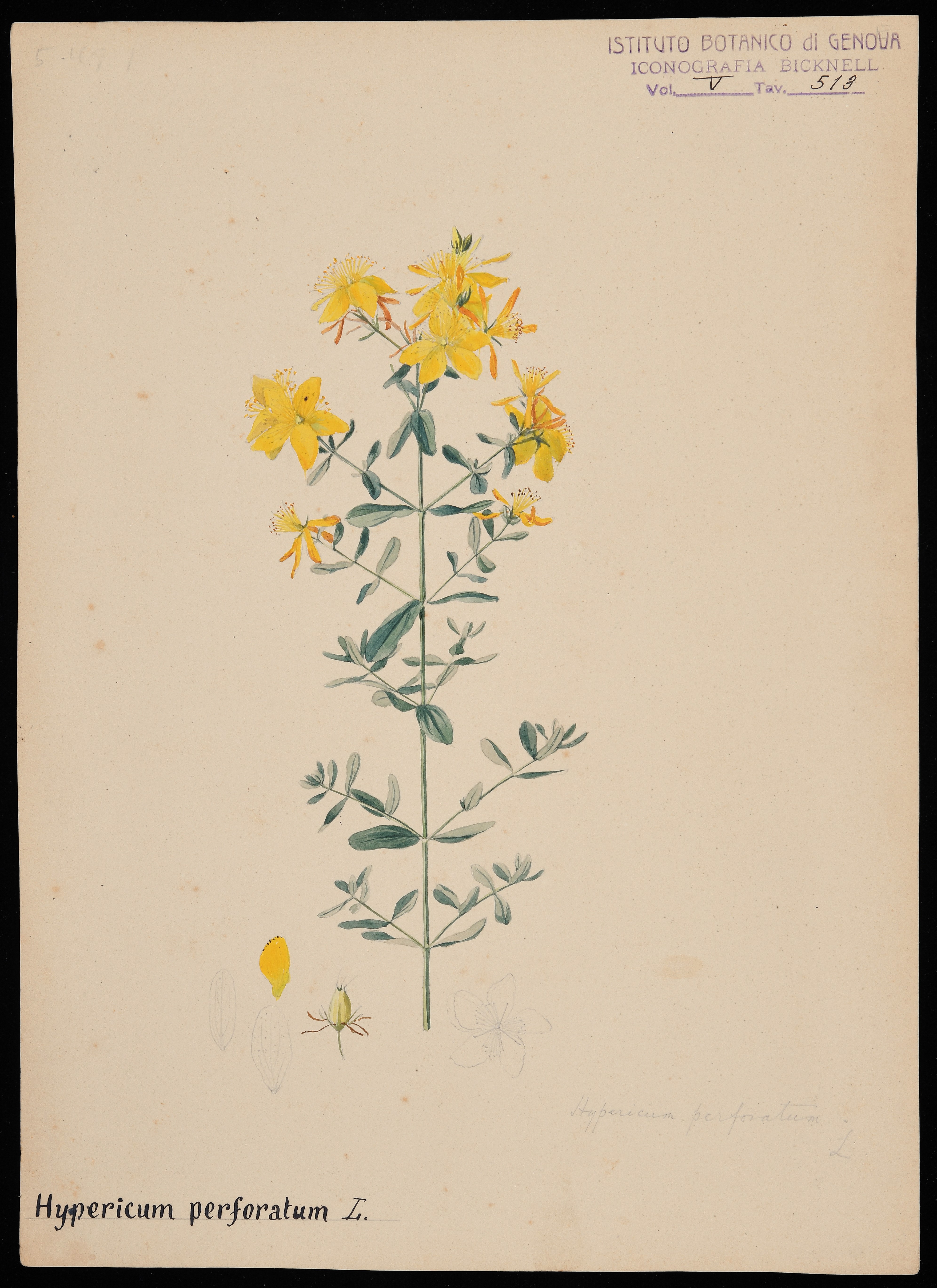 disegno, serie di Bicknell Clarence - ambito inglese (XIX)