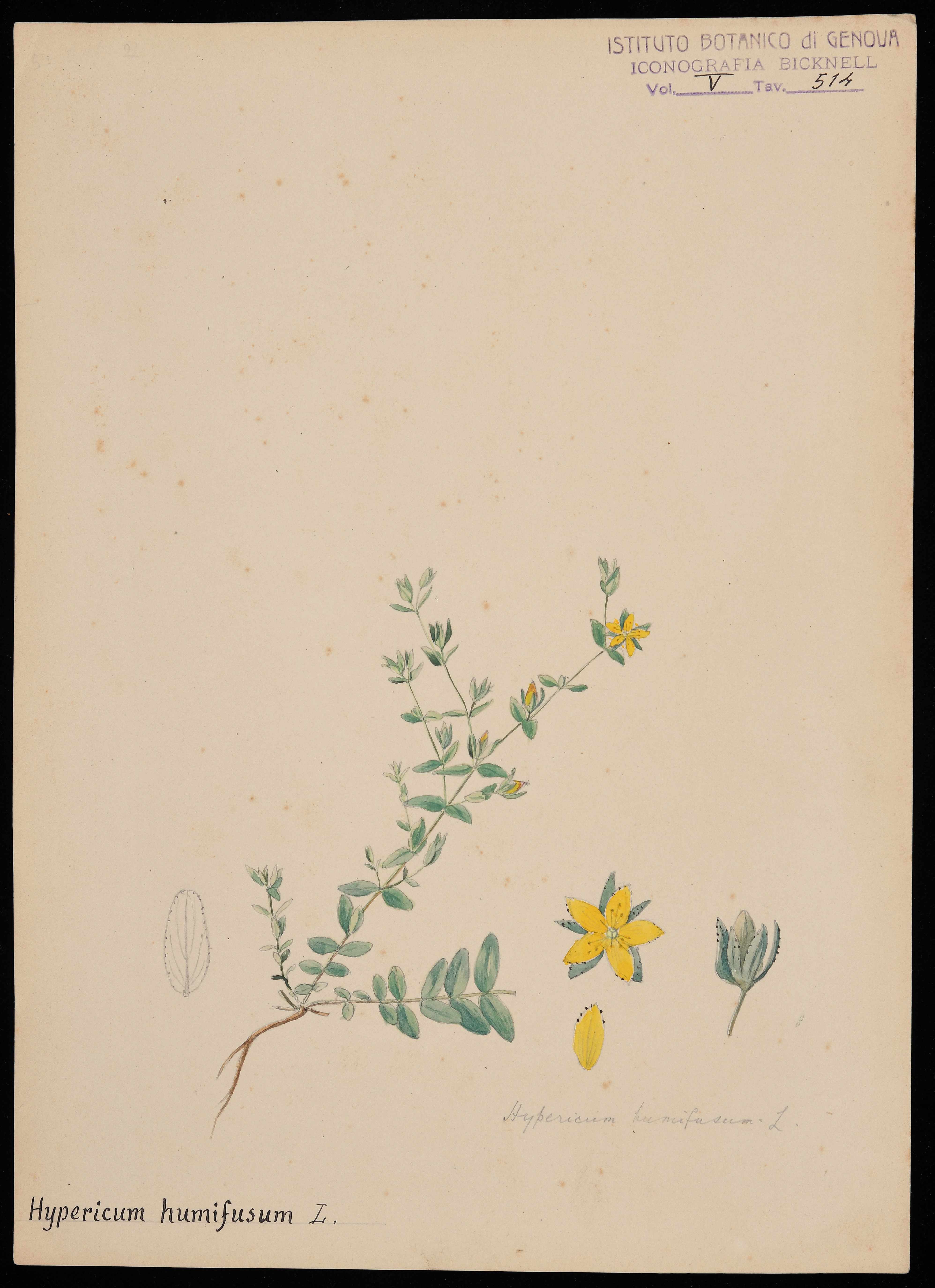 disegno, serie di Bicknell Clarence - ambito inglese (XIX)