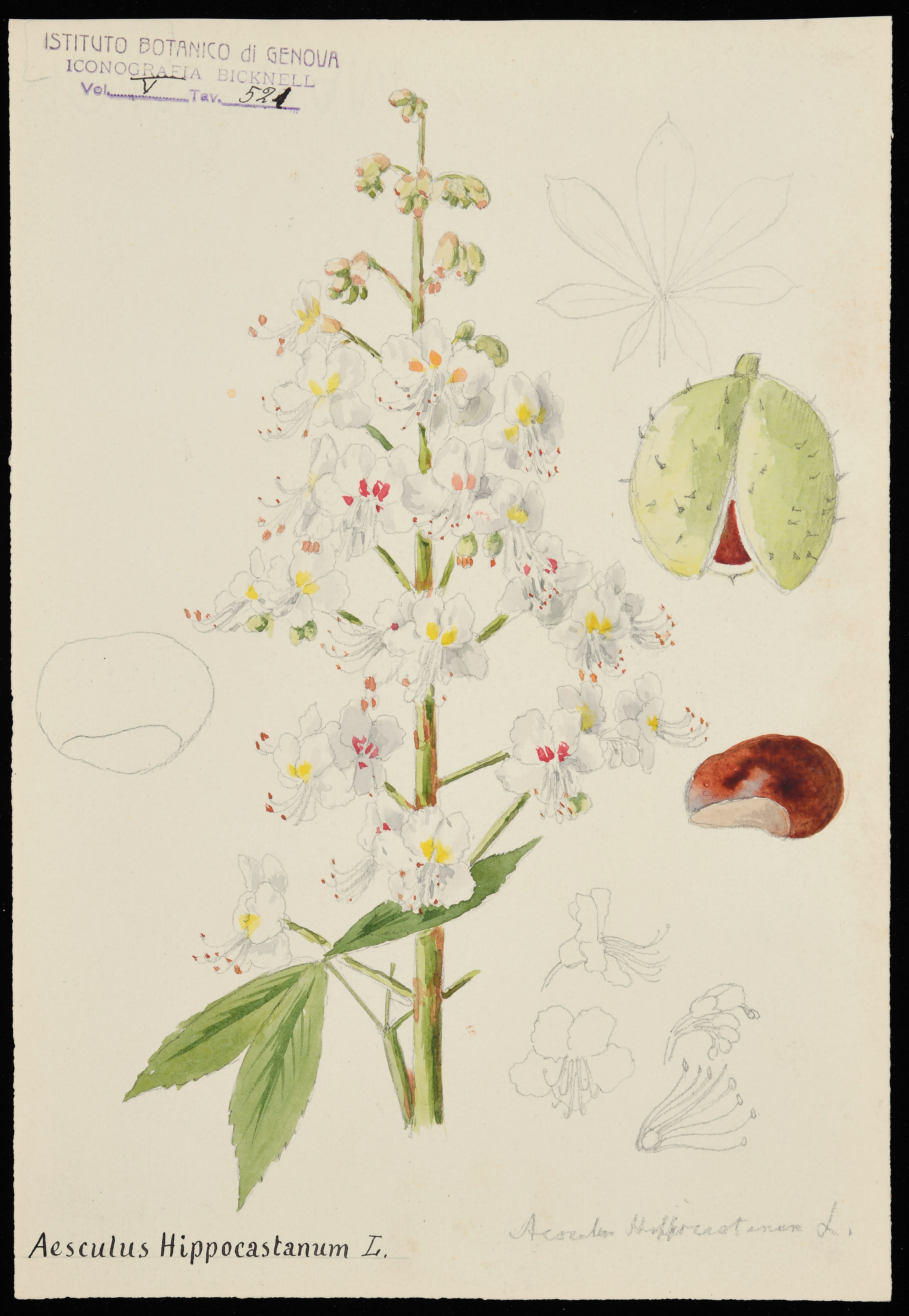 disegno, serie di Bicknell Clarence - ambito inglese (XX)