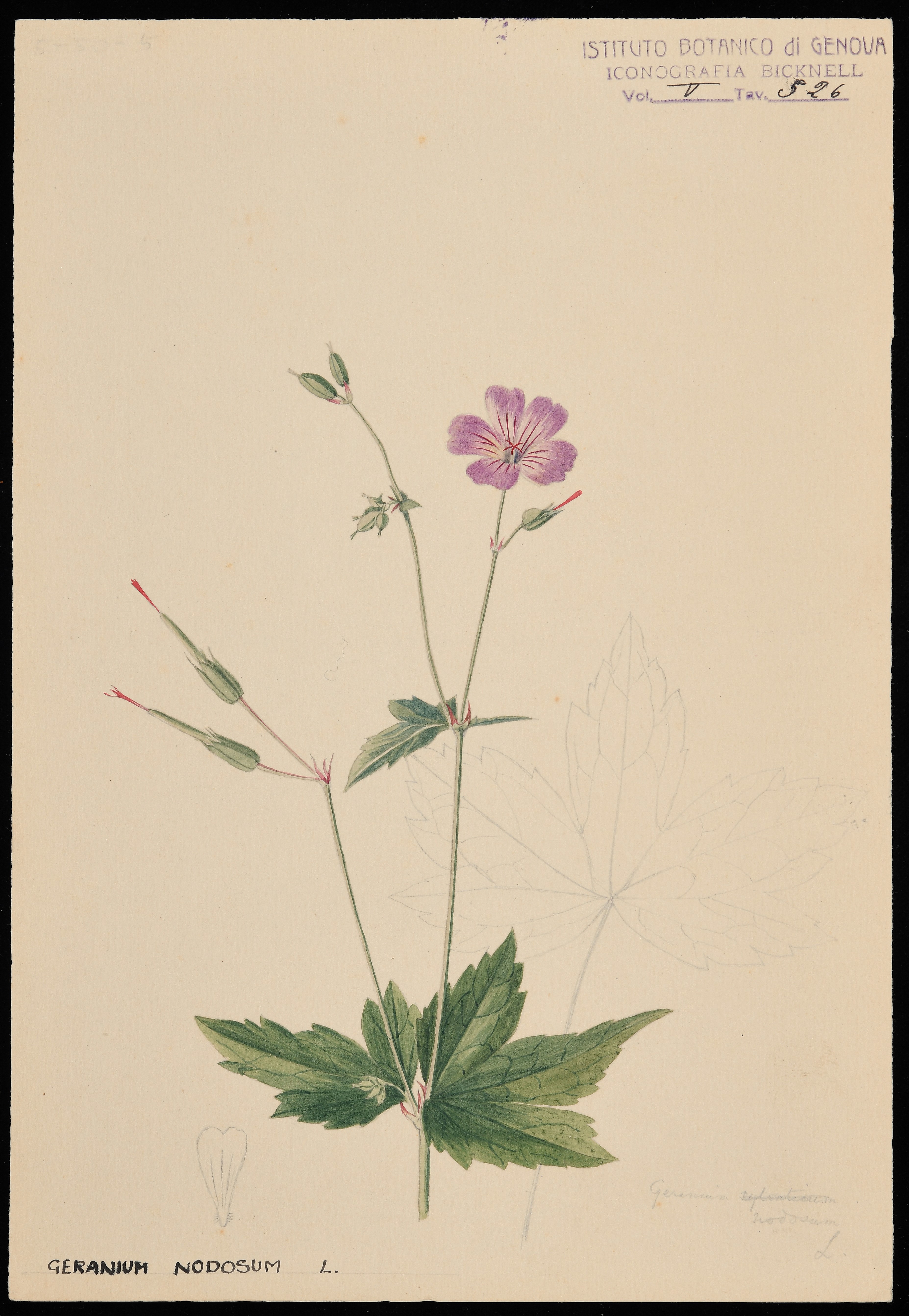 disegno, serie di Bicknell Clarence - ambito inglese (XIX)