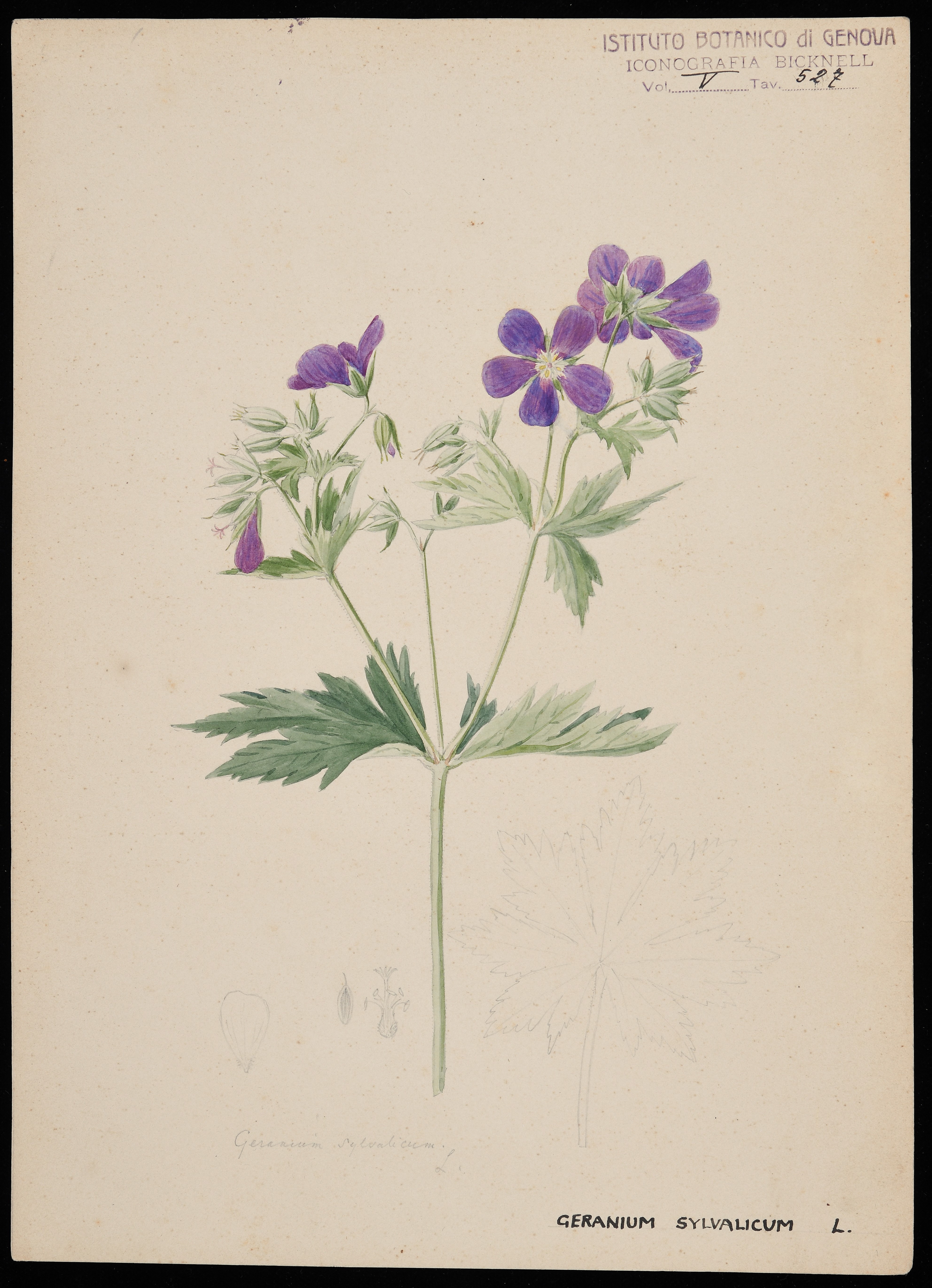 disegno, serie di Bicknell Clarence - ambito inglese (XIX)