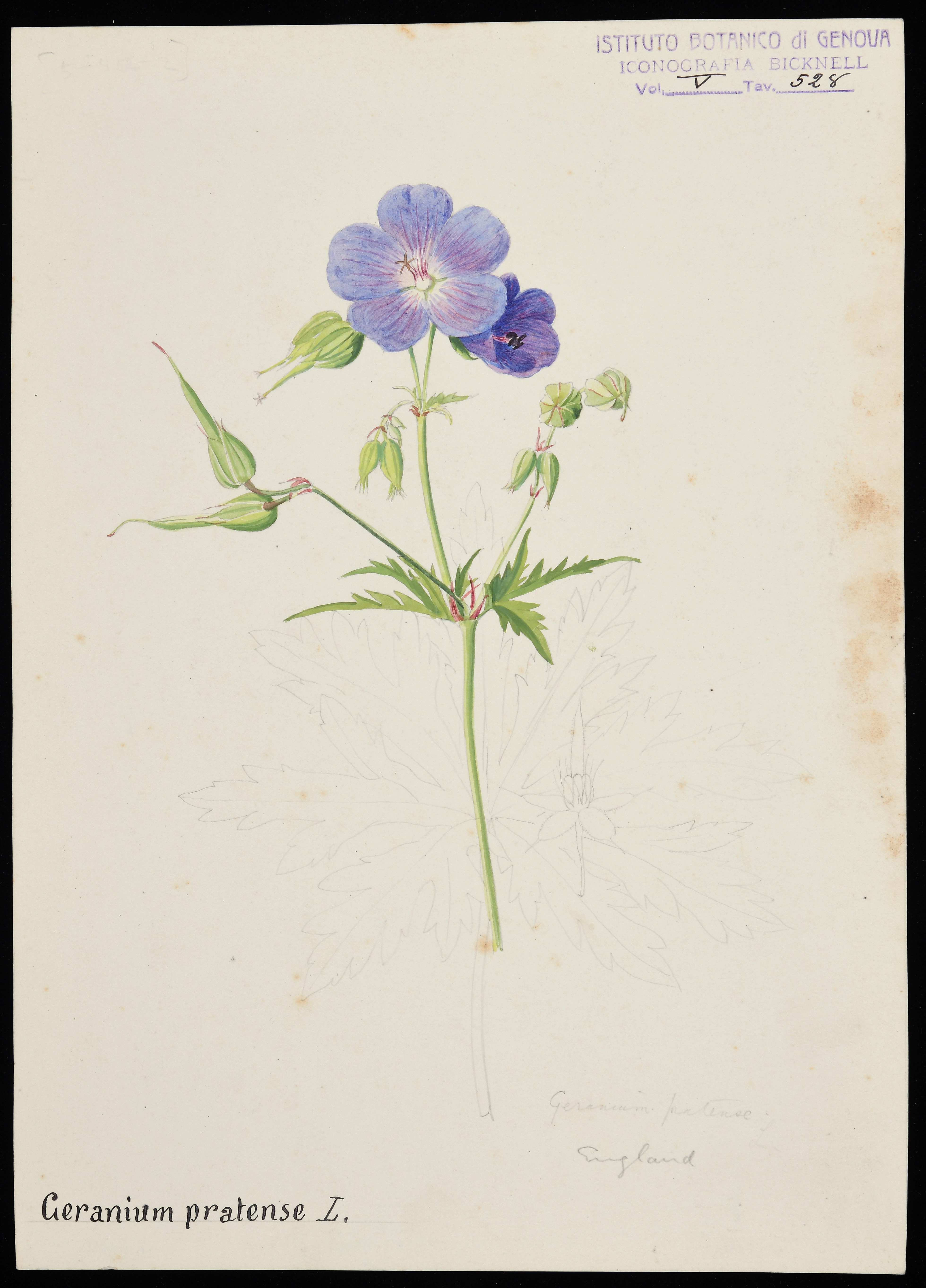 disegno, serie di Bicknell Clarence - ambito inglese (XIX)