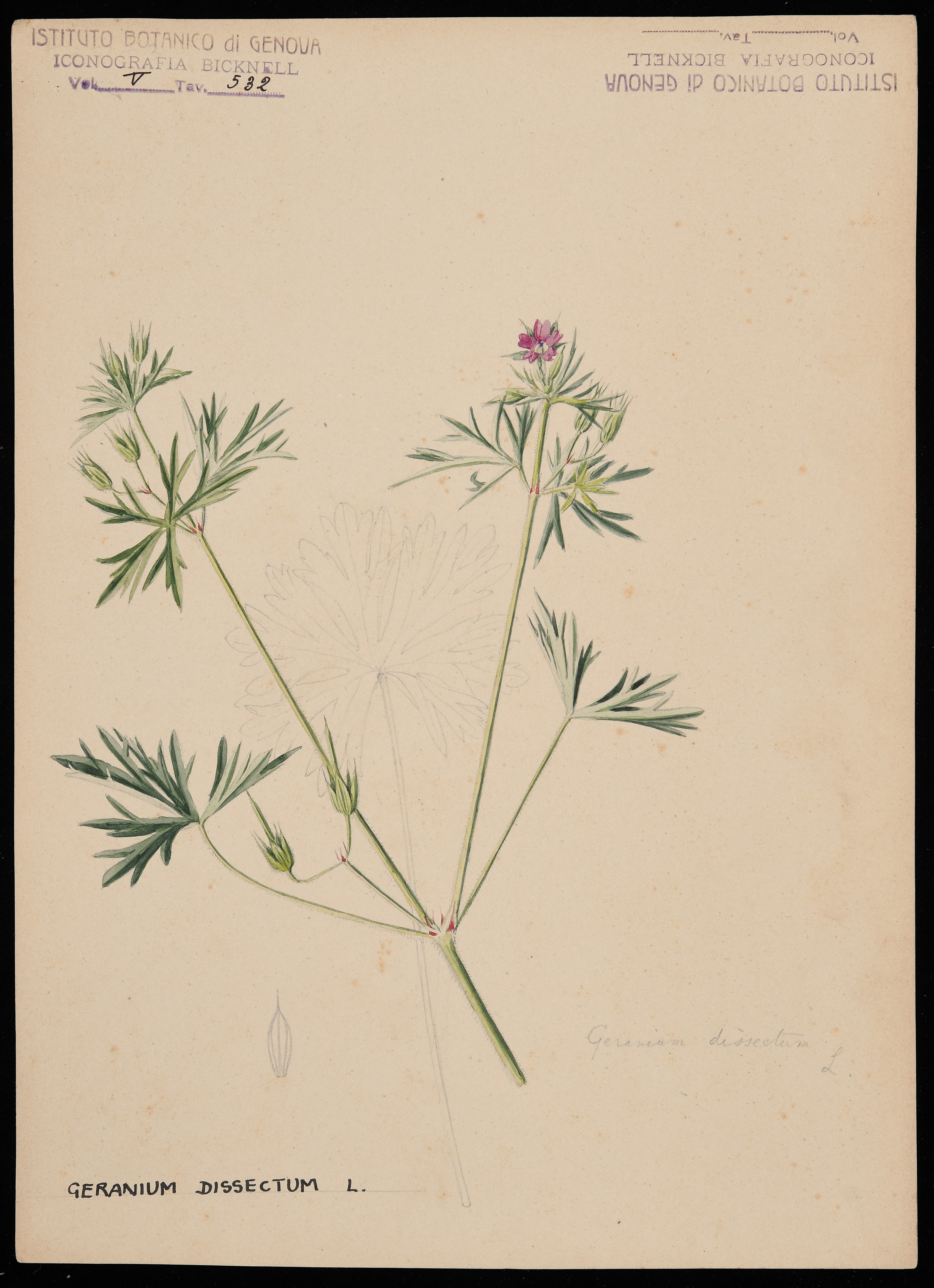 disegno, serie di Bicknell Clarence - ambito inglese (XIX)