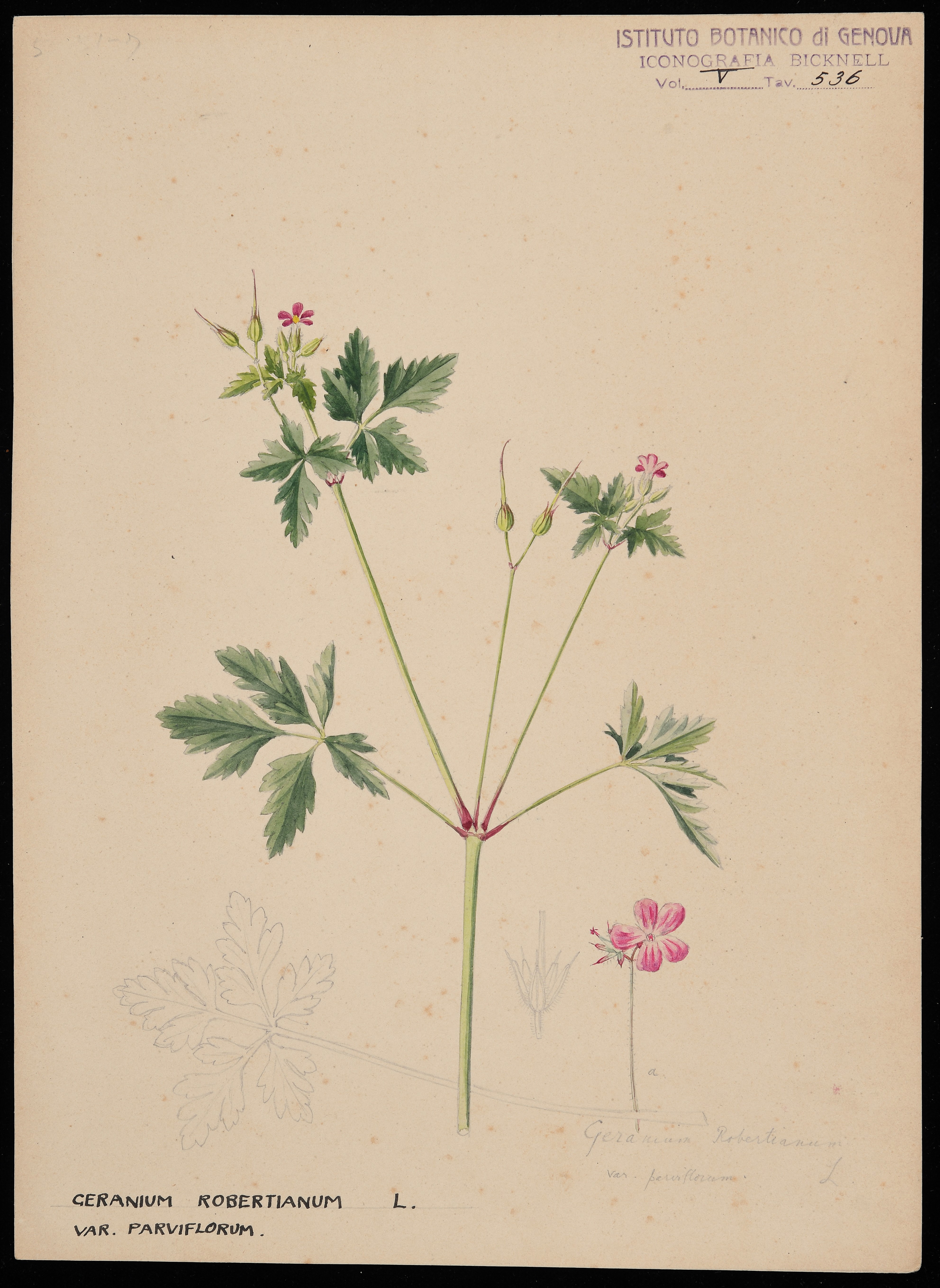 disegno, serie di Bicknell Clarence - ambito inglese (XIX)