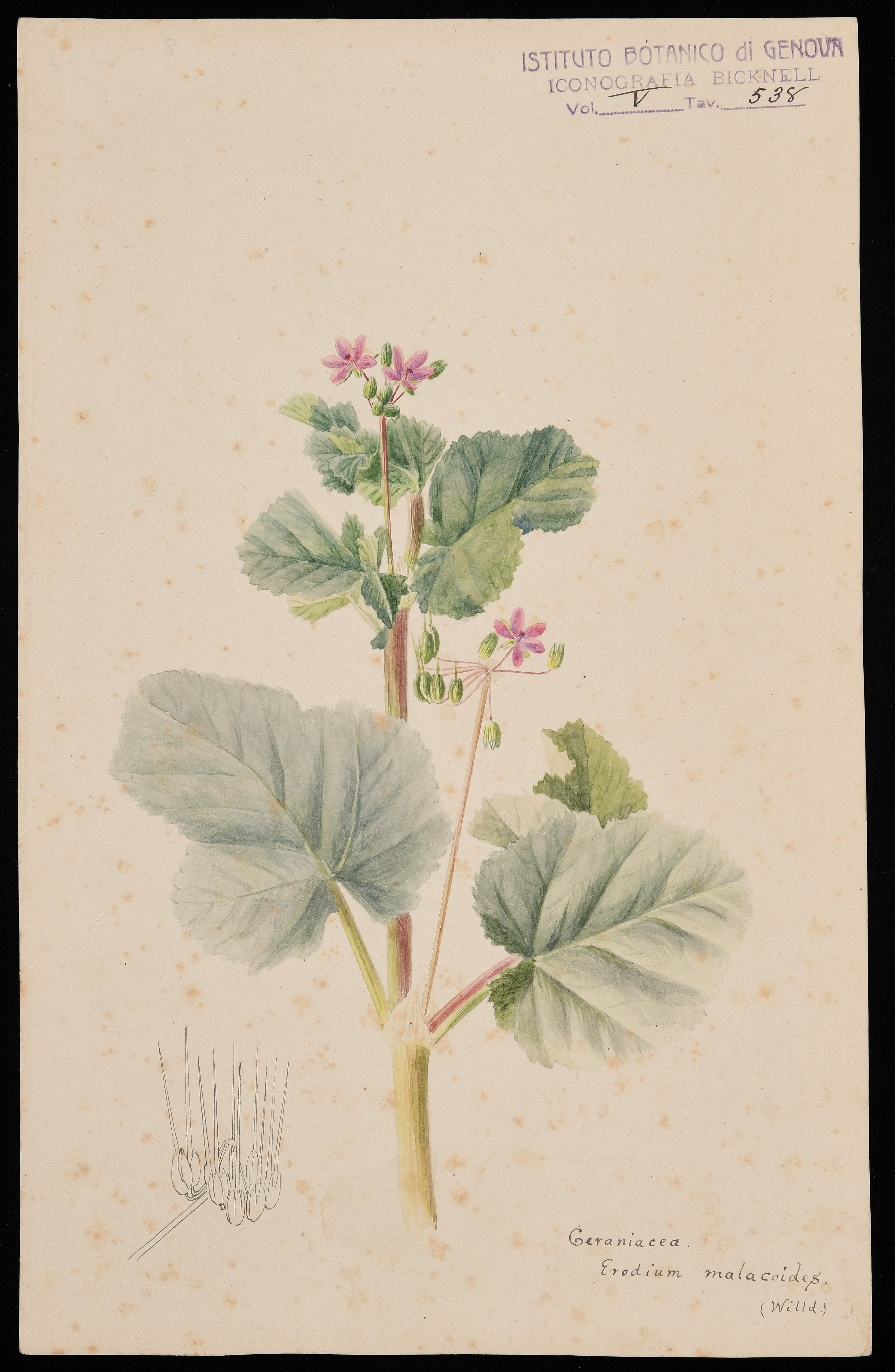 disegno, serie di Bicknell Clarence - ambito inglese (XIX)